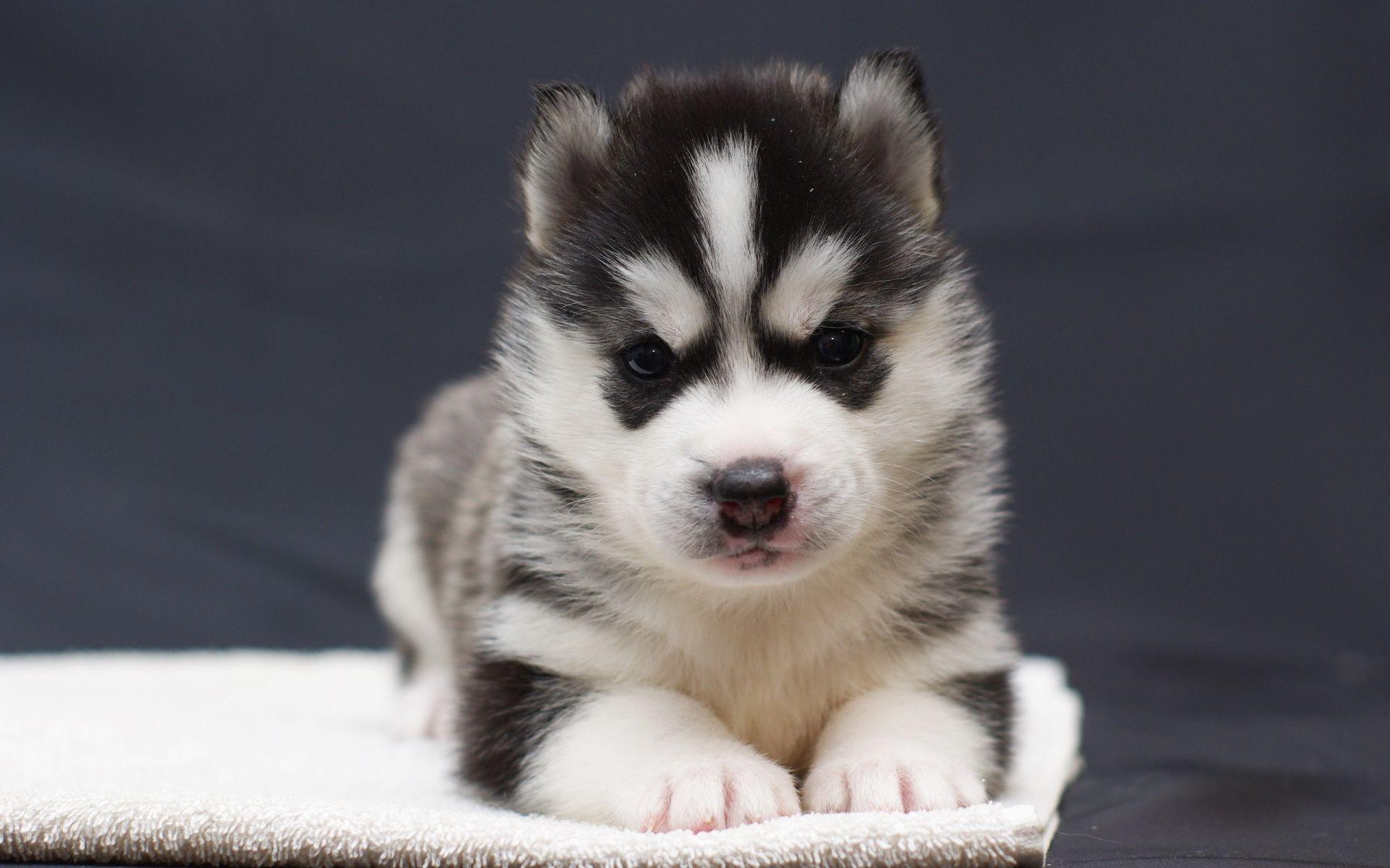 Best Image About Husky Pups So Cute Siberian Screensaver With