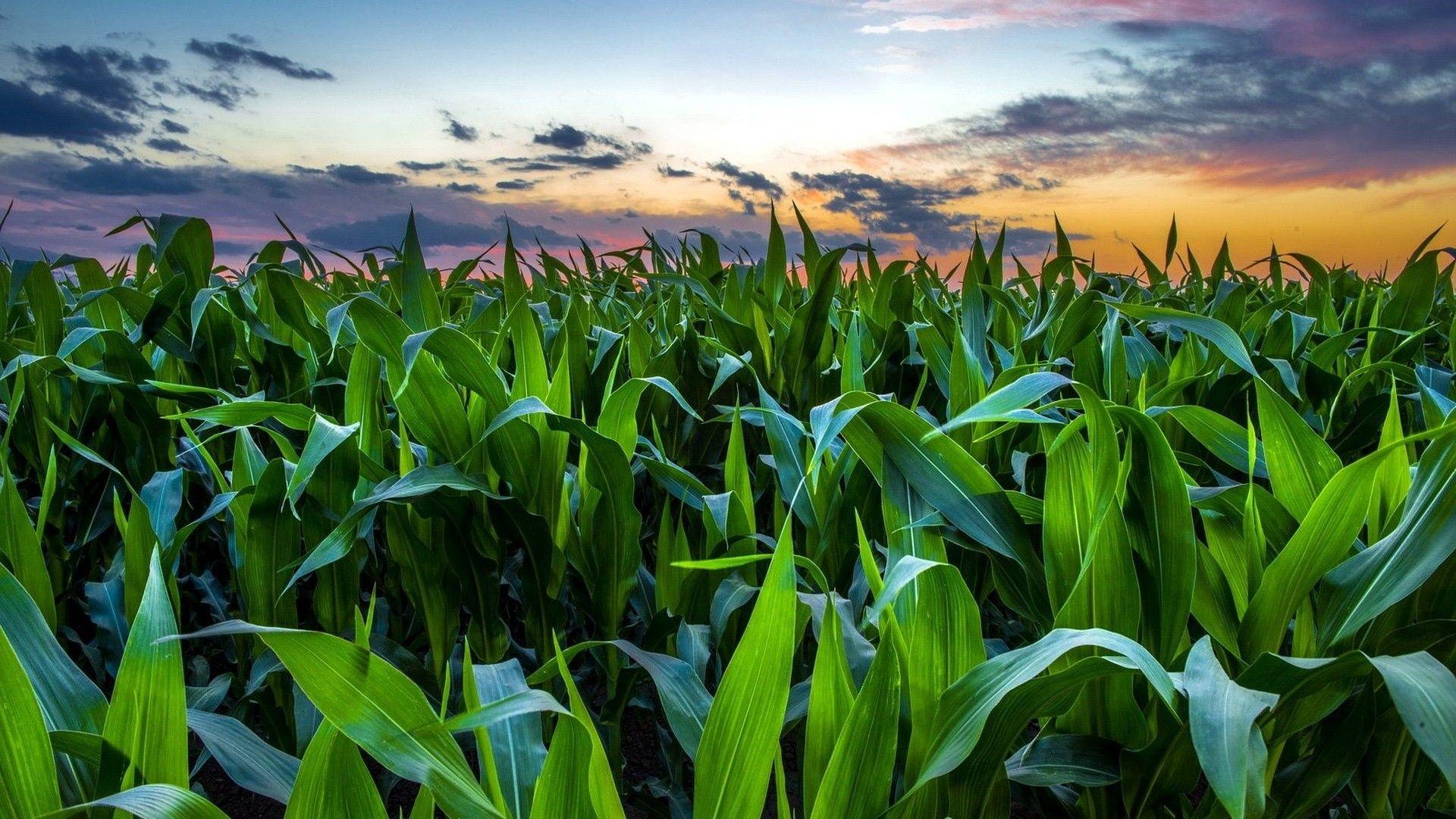 Corn Field Full HD Wallpaper and Background Imagex1080