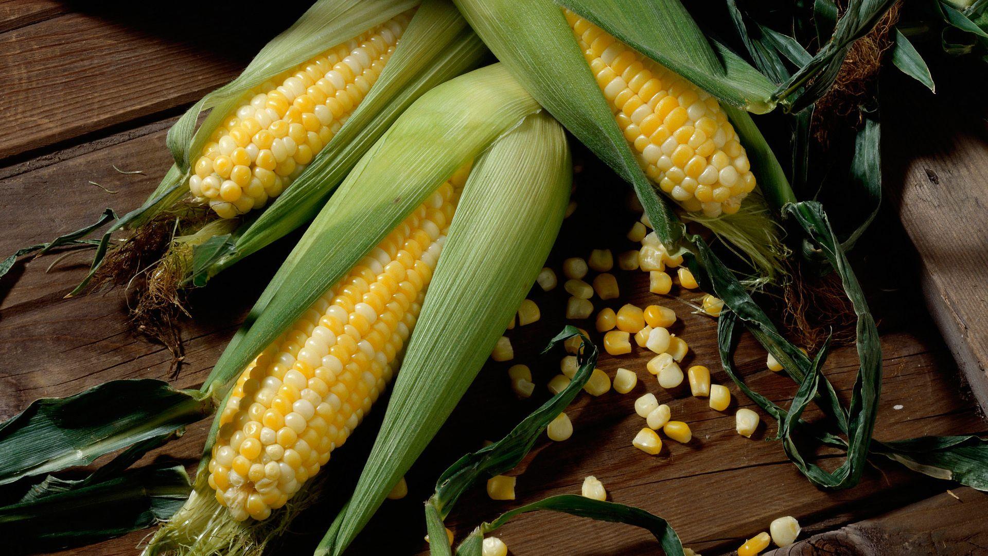 Corn Full HD Wallpaper and Background Imagex1080
