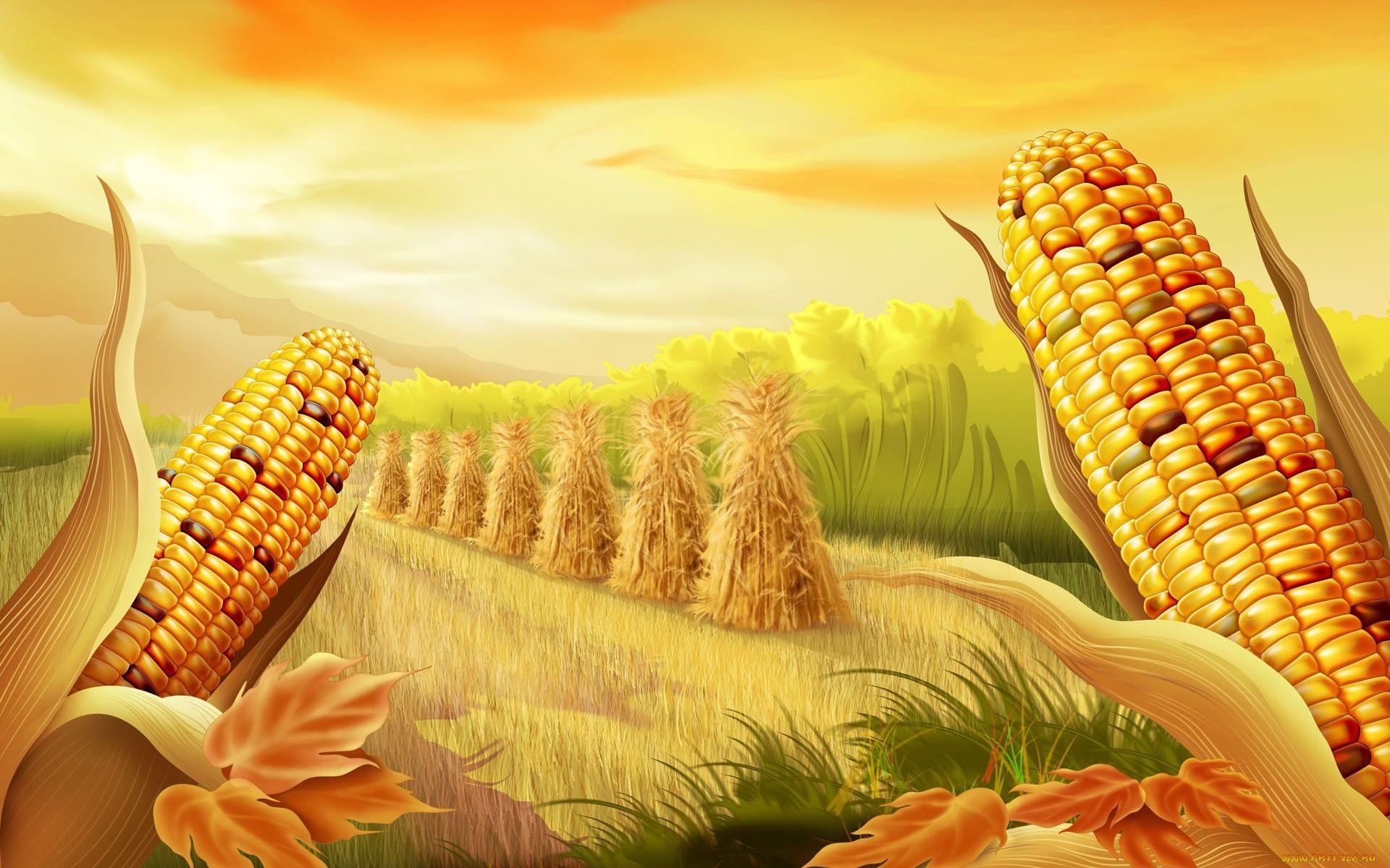 Corn Full HD Wallpaper and Background Imagex1200