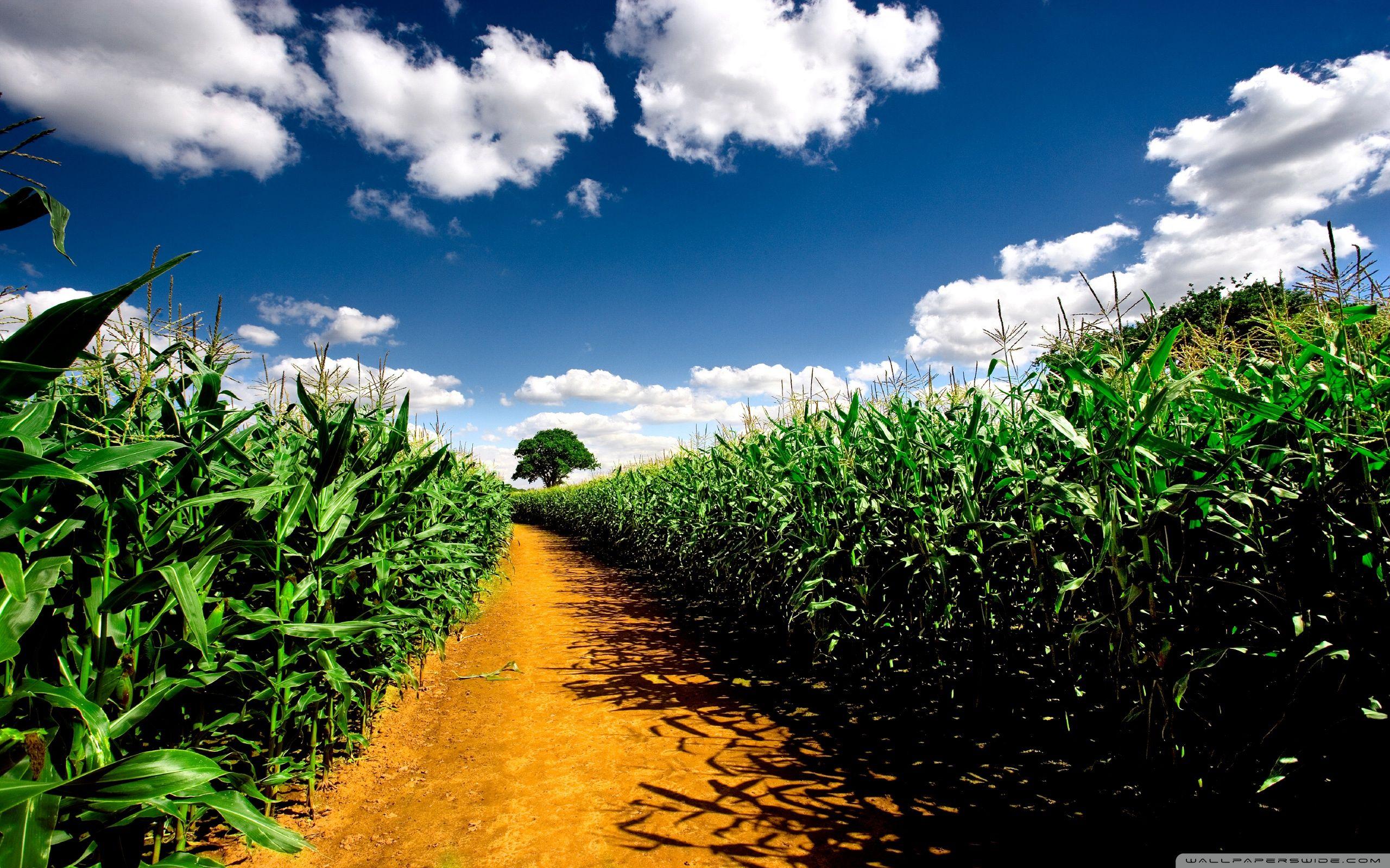 Country Road Between Corn Fields ❤ 4K HD Desktop Wallpaper for 4K