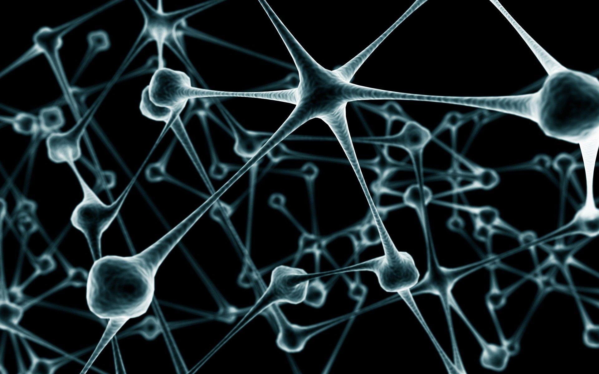 Contact neurons in the brain wallpaper and image