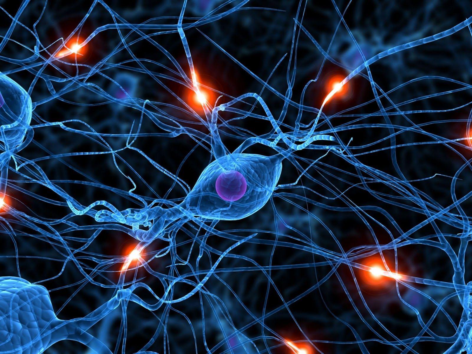 brain synapse neurons 1600x1200 wallpaper High Quality Wallpaper