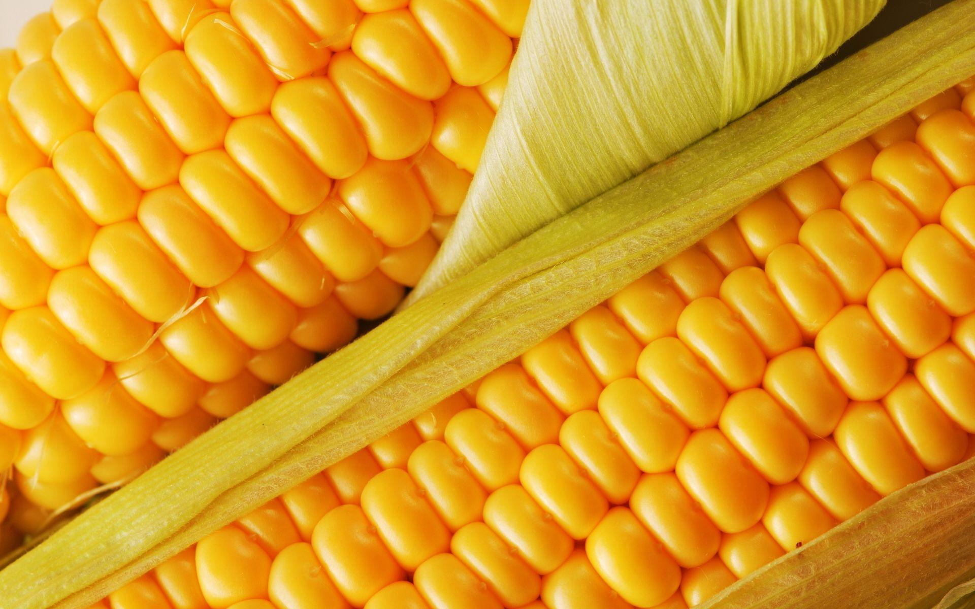 juicy corn wallpaper and image, picture, photo