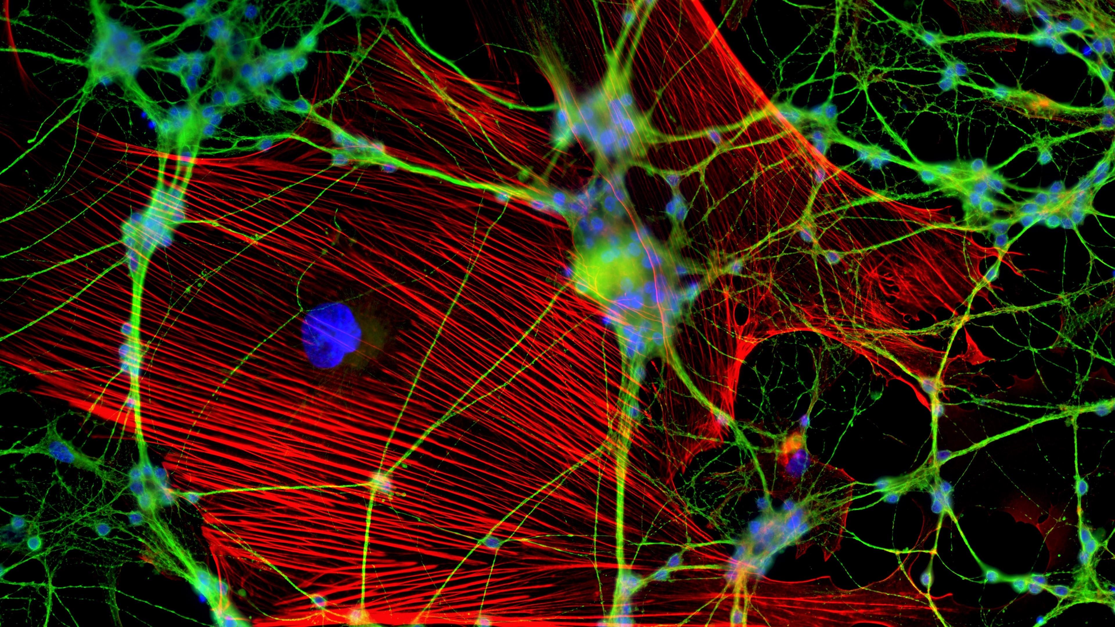 Fluorescent Neuron Photography Wallpaper. Wallpaper Studio