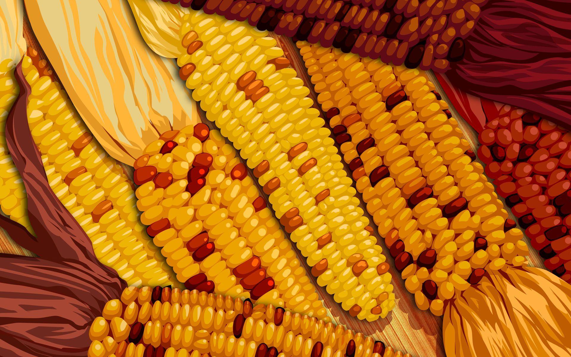 Corn Harvest Wallpaper Wallpaper 16567