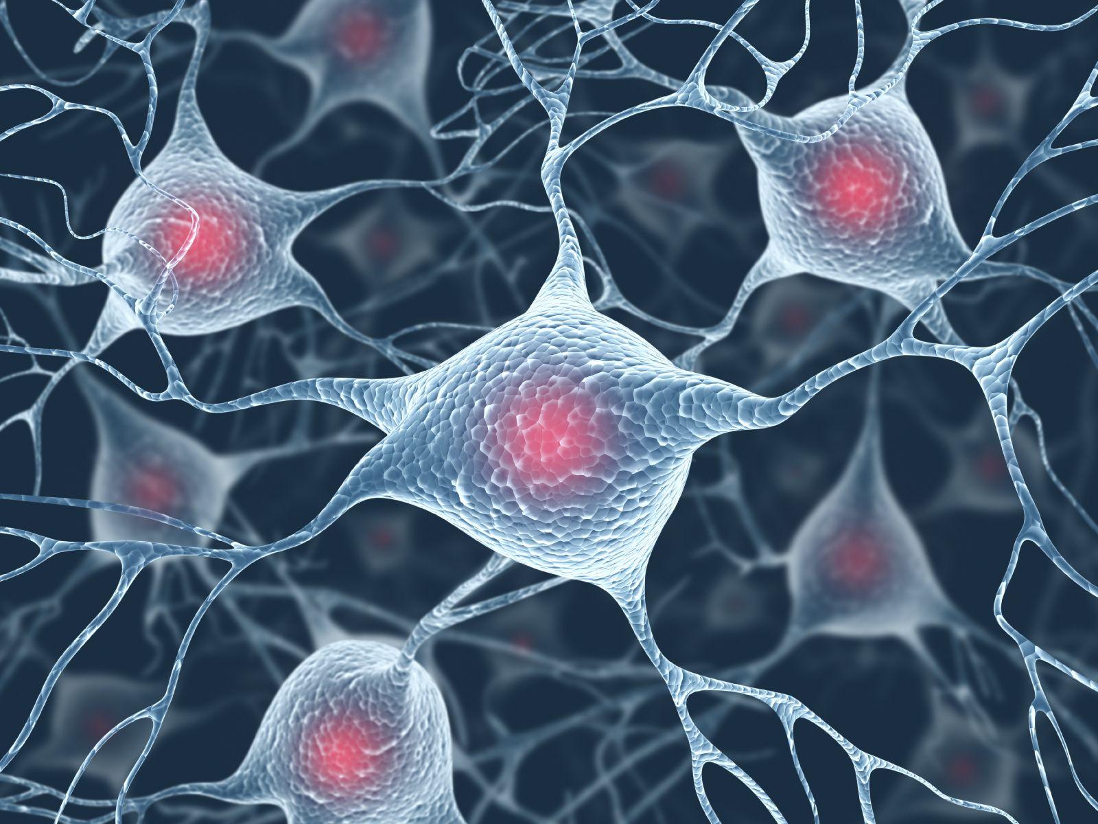 Neurons In The Brain Wallpaper