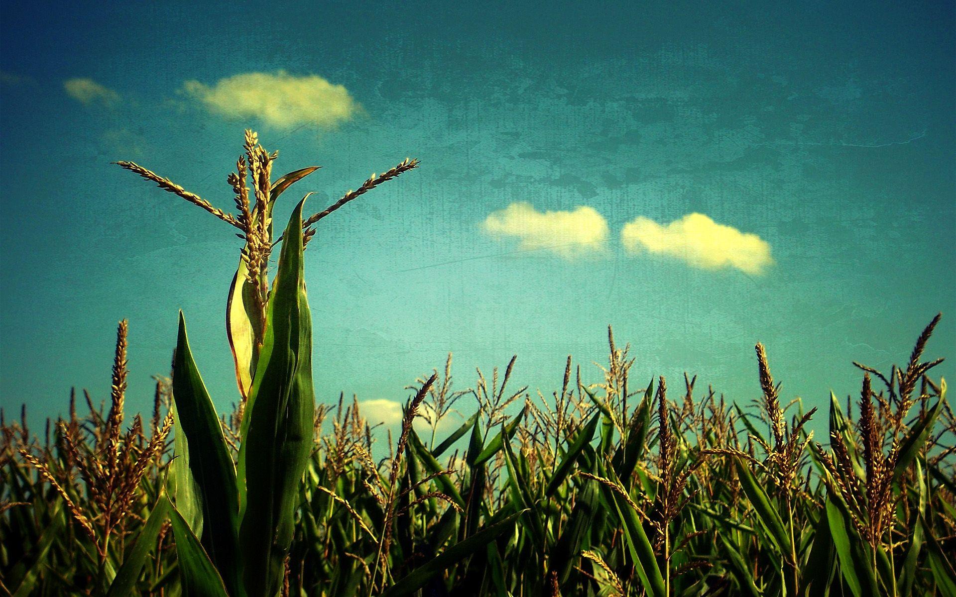 Wallpaper Corn, Sky, Blue, Art, Field, Crop HD, Picture, Image
