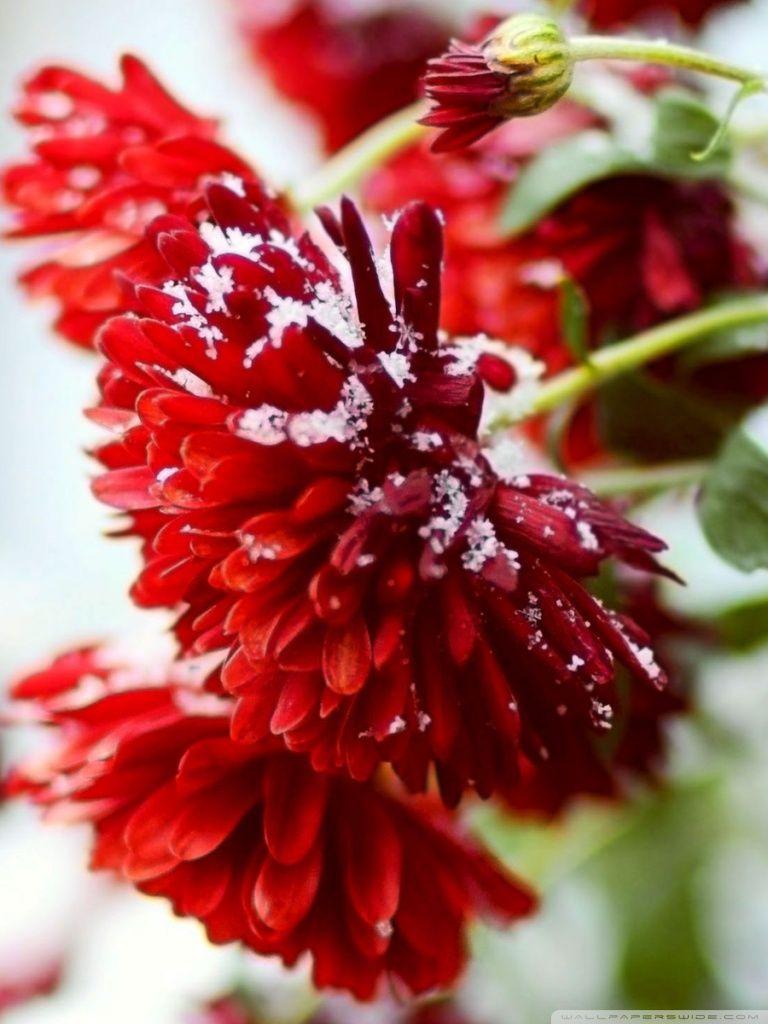 Snow Over Red Flowers ❤ 4K HD Desktop Wallpaper for 4K Ultra HD TV