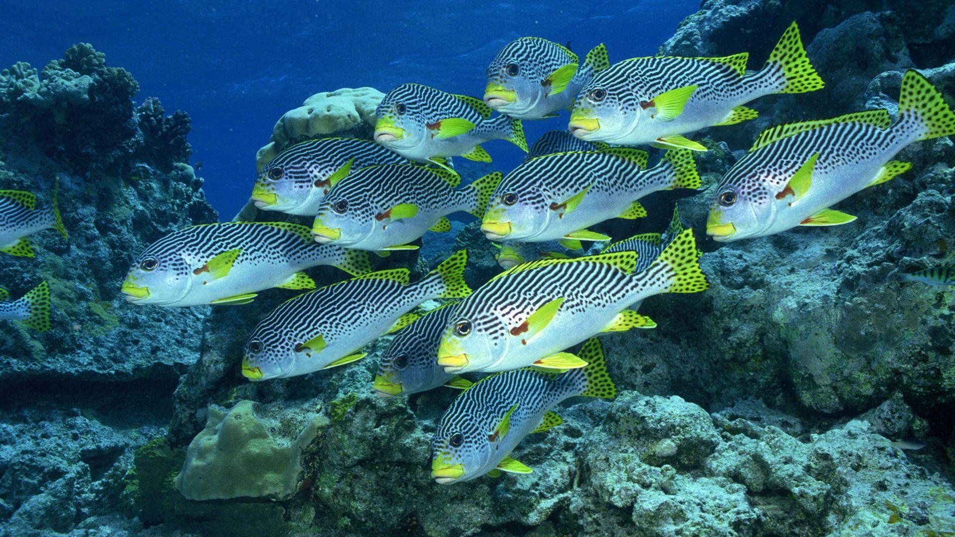 Beautiful Fish Photo Colorful Image HQ Wallpaper