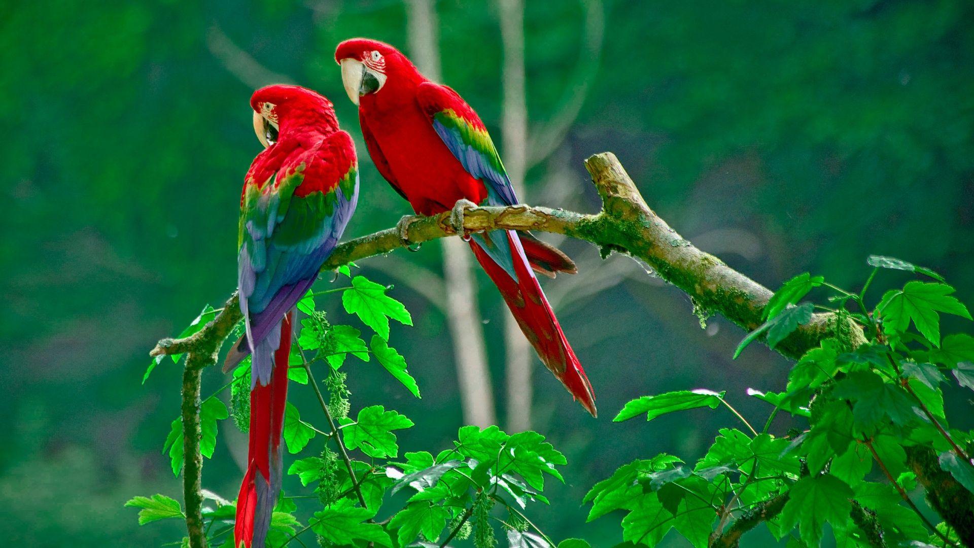 Desktop HD wallpaper parrots love