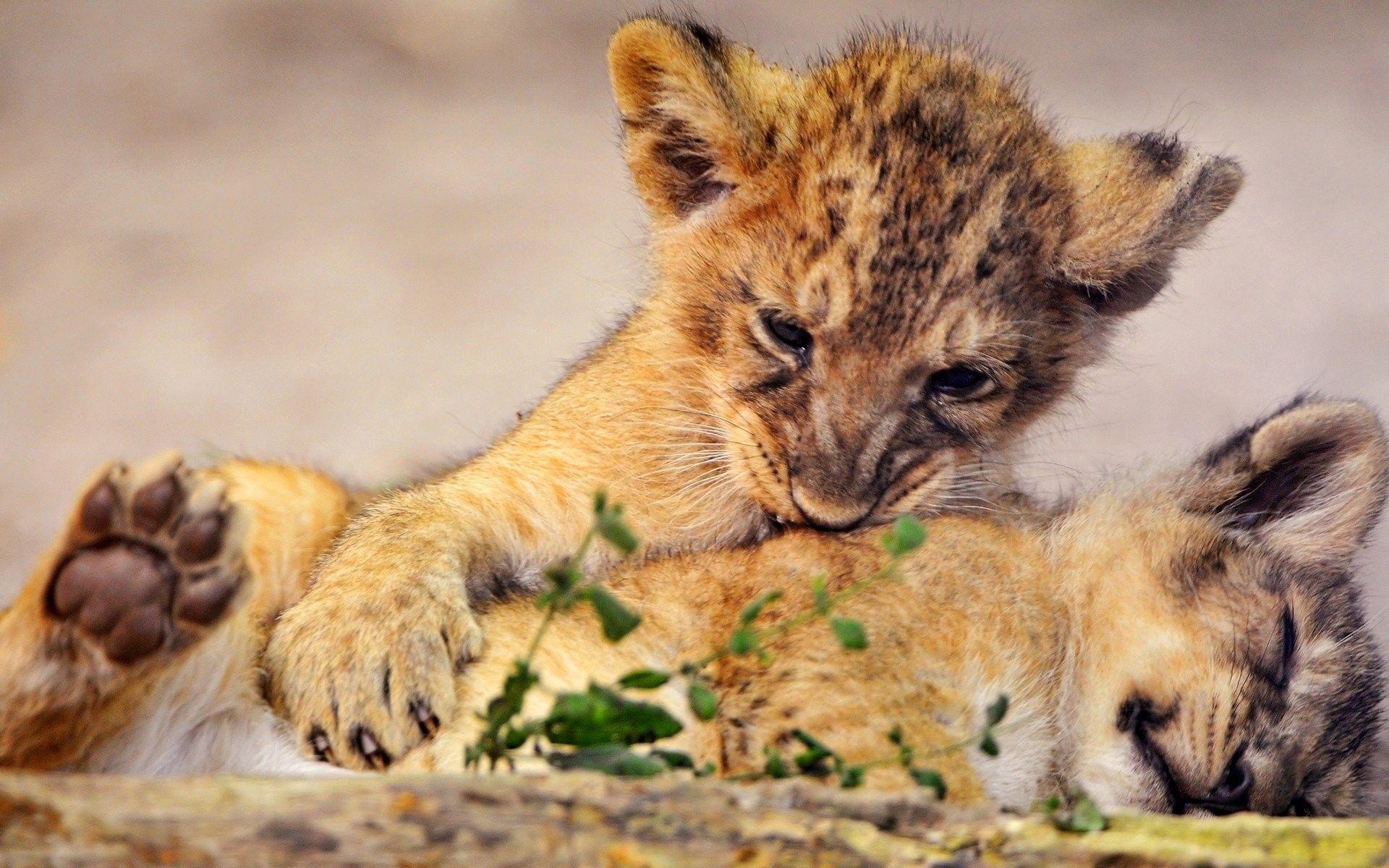 Animals Cuddles Club Lions Most Beautiful Animal Picture Animals