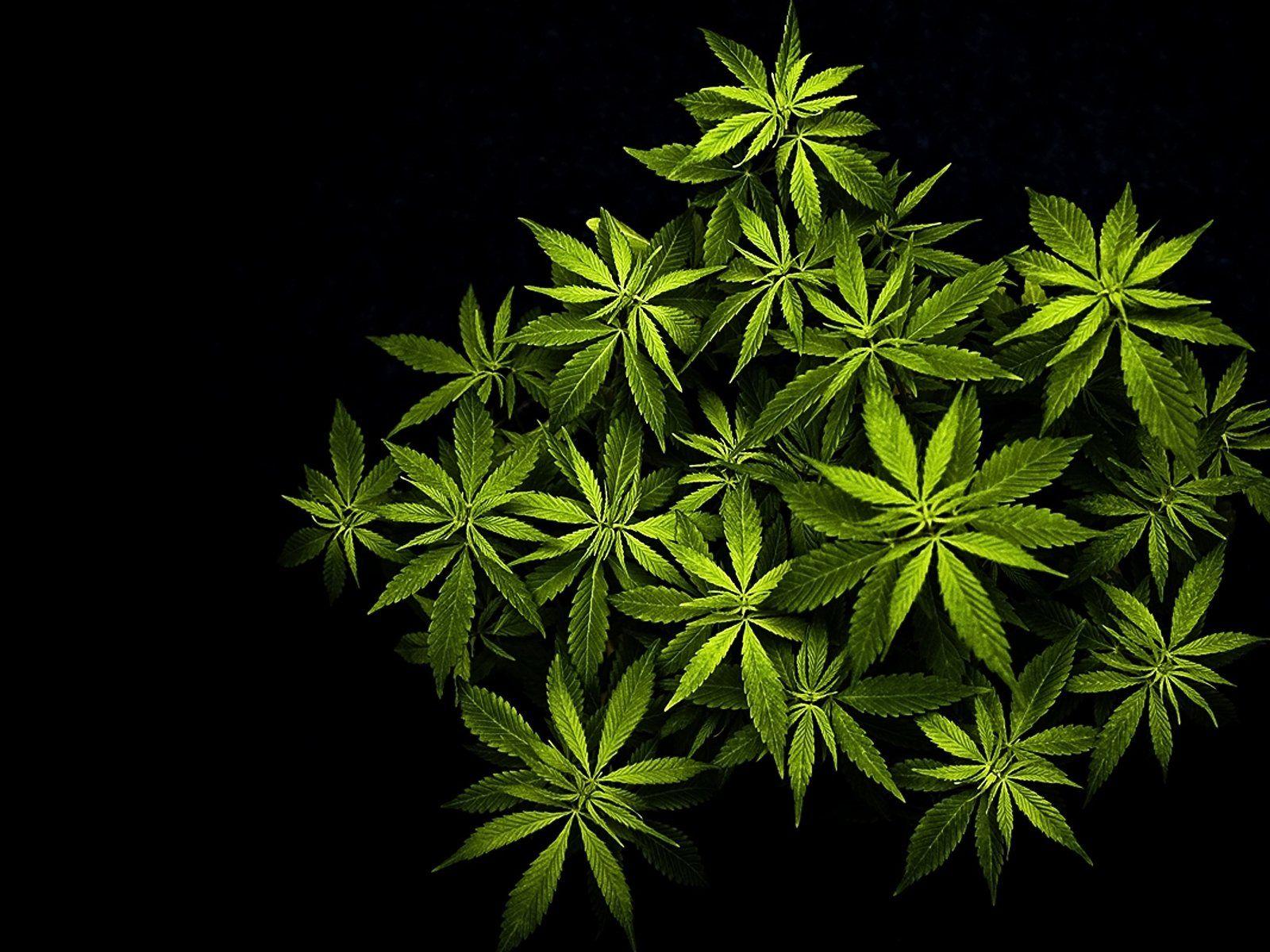 Marijuana 420 weed mary jane drugs wallpaperx1200