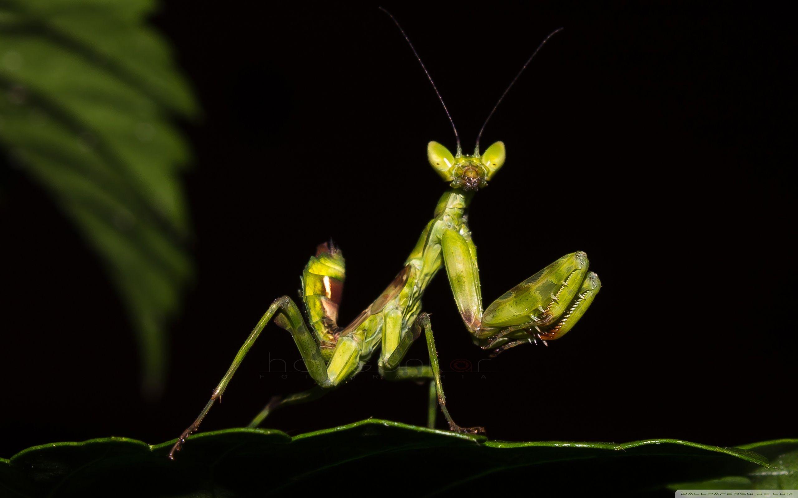 Karate Kid ❤ 4K HD Desktop Wallpaper for 4K Ultra HD TV • Tablet