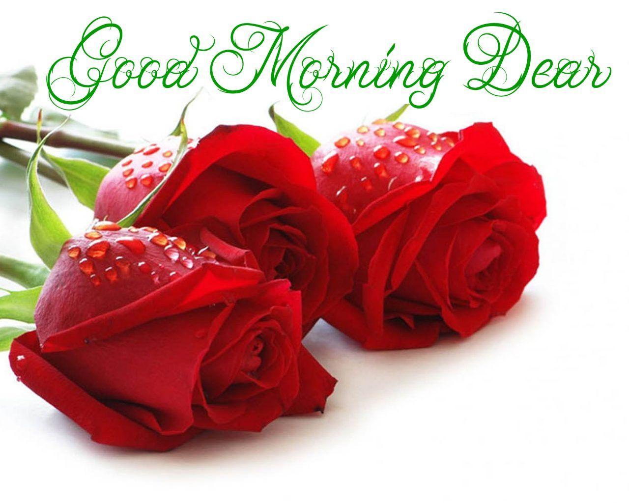 Good Morning Dear Red Roses With Water Droplets, Wallpaper13.com