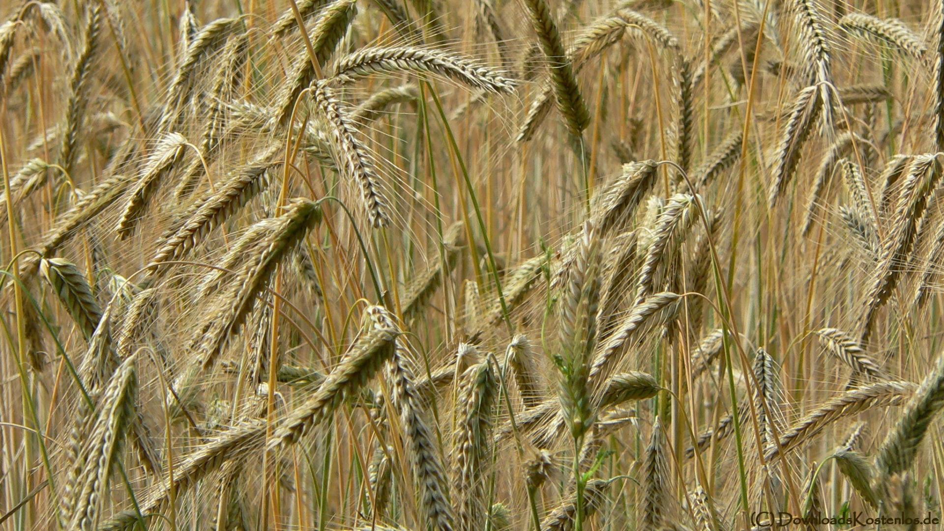 Nature korn wallpaper