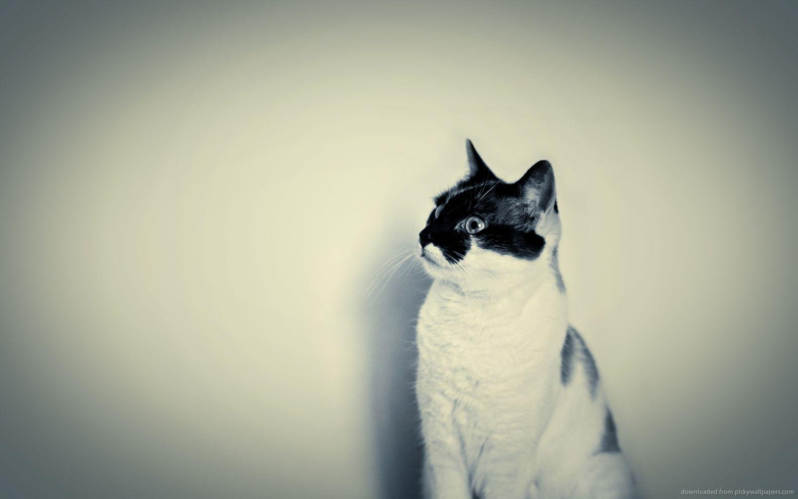 Cat Cute Hipster Desktop Wallpaper: Desktop HD Wallpaper