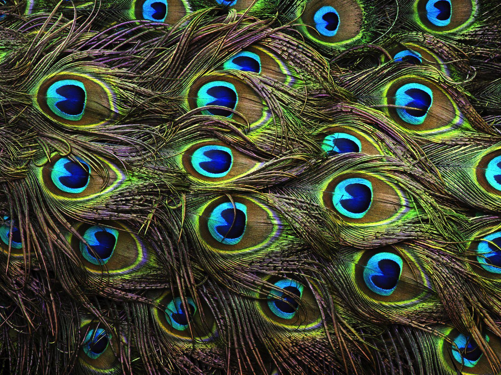 Peacock Feathers Wallpaper and Background Imagex1200