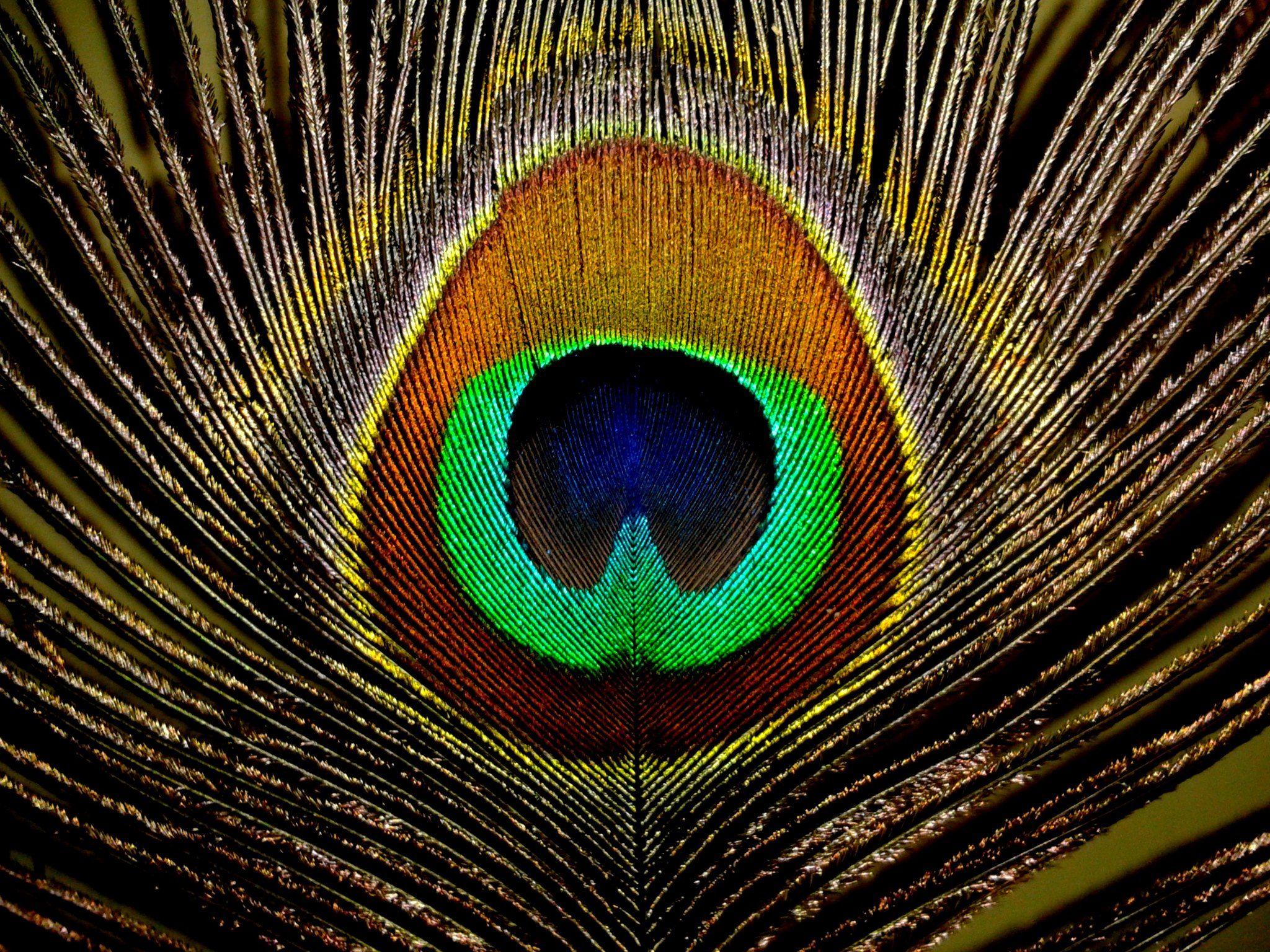 Peacock Feather With Flute Wallpaper Wide Click Wallpaper. Feather wallpaper, Peacock, Peacock feather