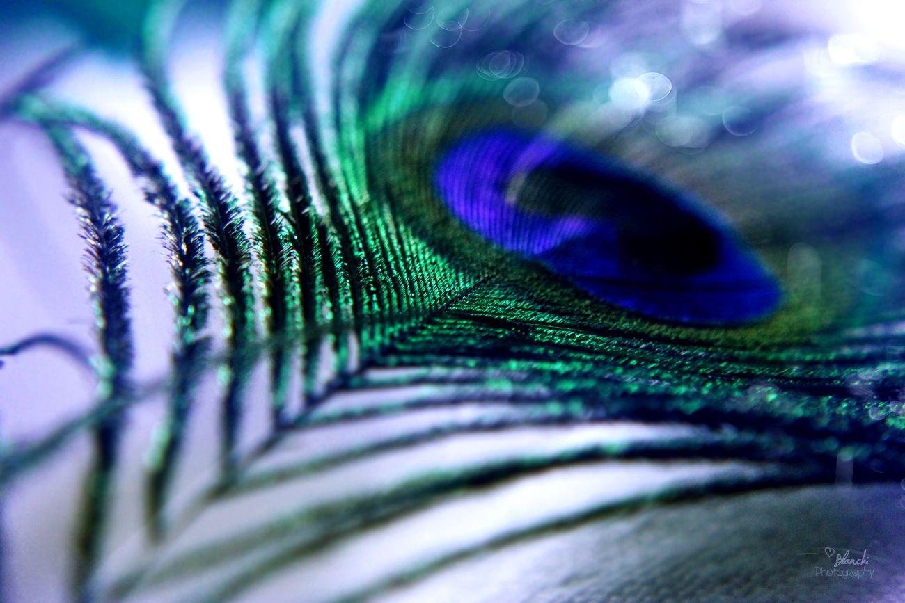 single peacock feathers wallpaper