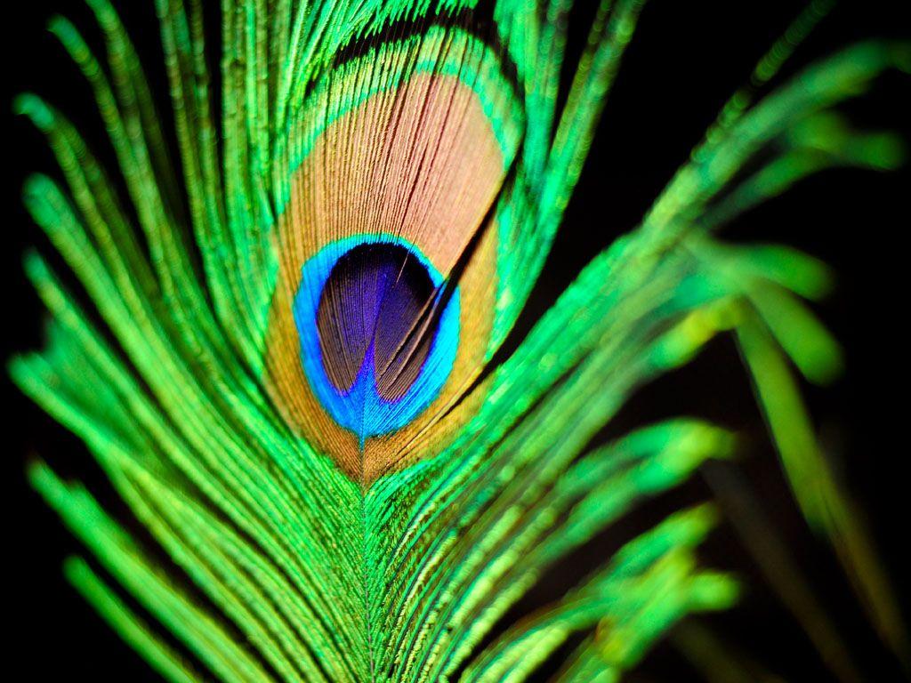 Peacock Feathers Wallpaper. Art And Home Wallpaper HD