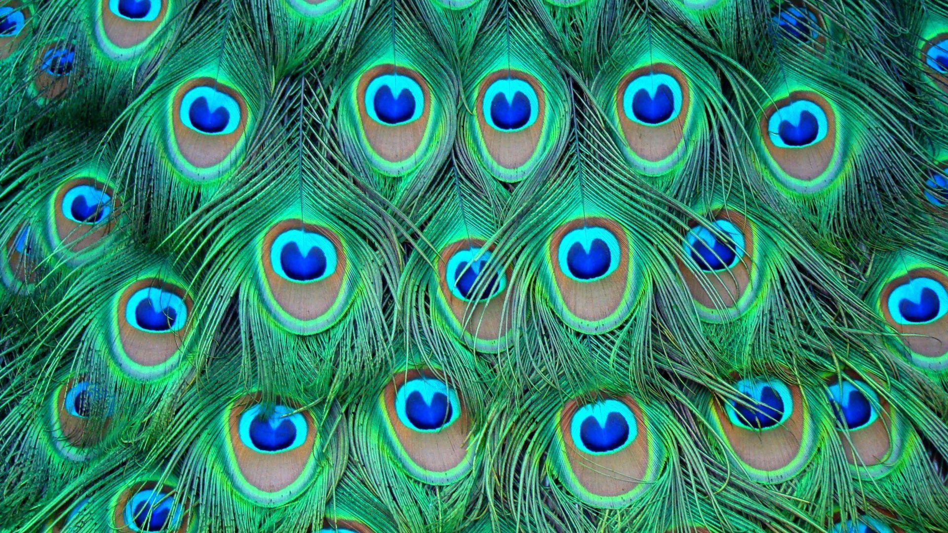 Birds: Color Peacock Feathers Wallpaper Background Bird for HD 16:9