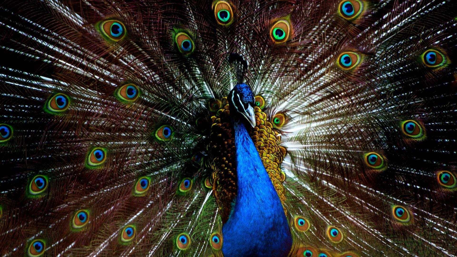 Peacock Feathers HD Image