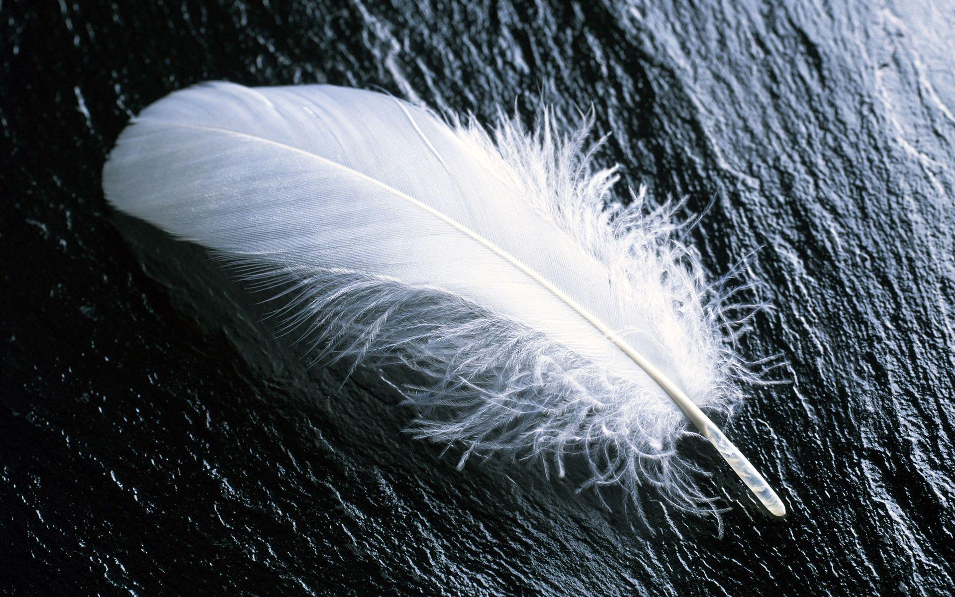 Desktop Peacock White Feather HD Wall Pics