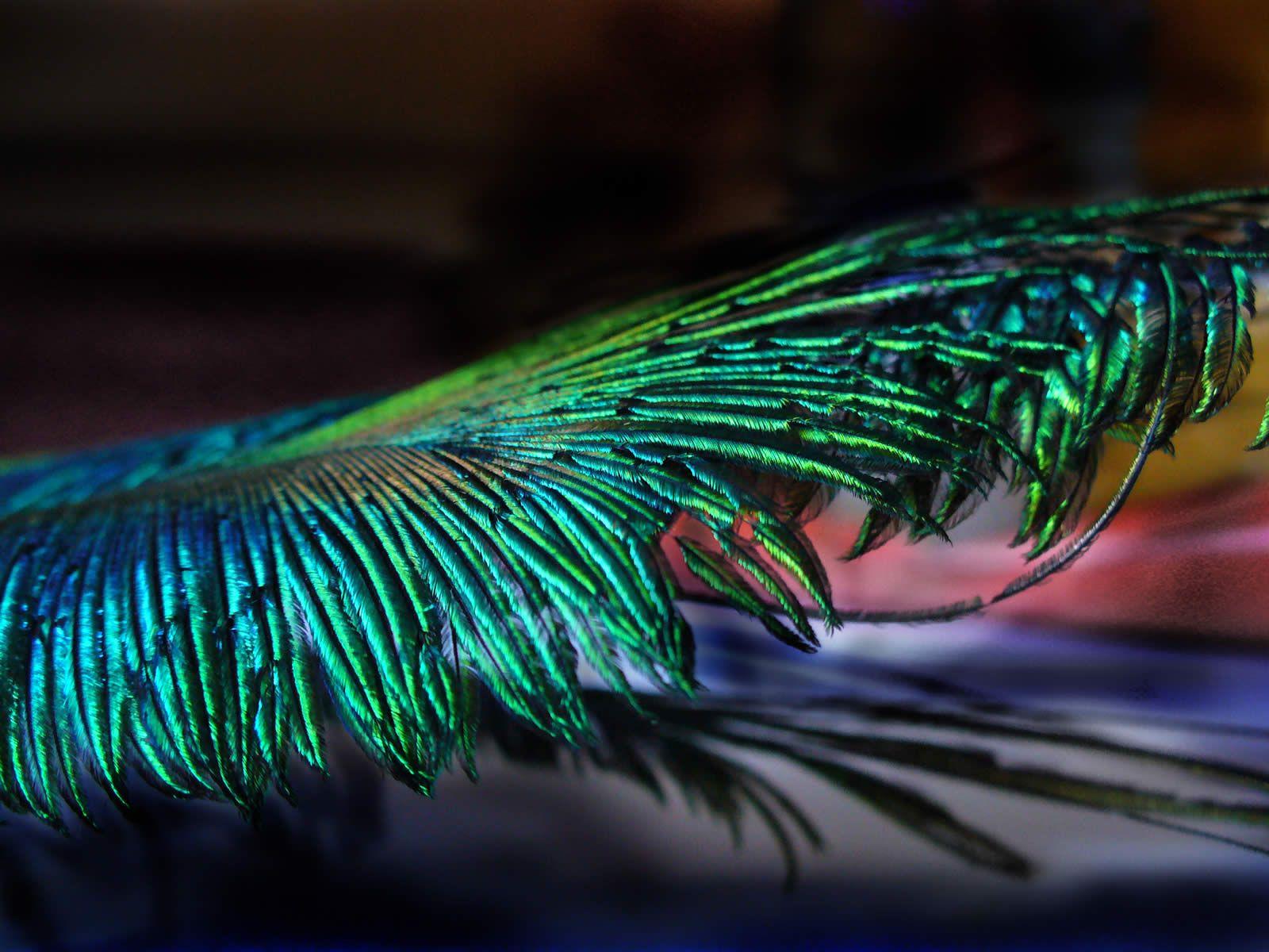 Peacock Feathers HD Wallpaper