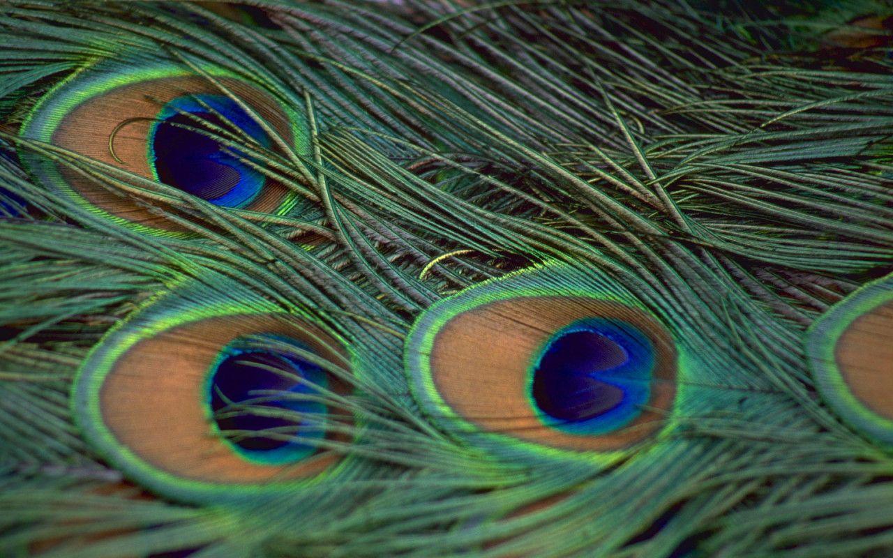 HD Peacock Feather Wallpaper