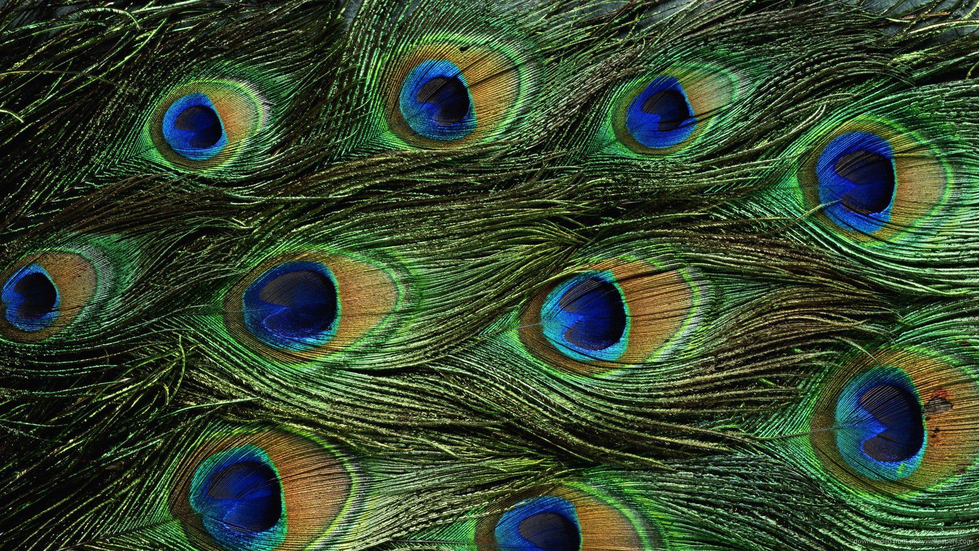 peacock feather wallpaper HD