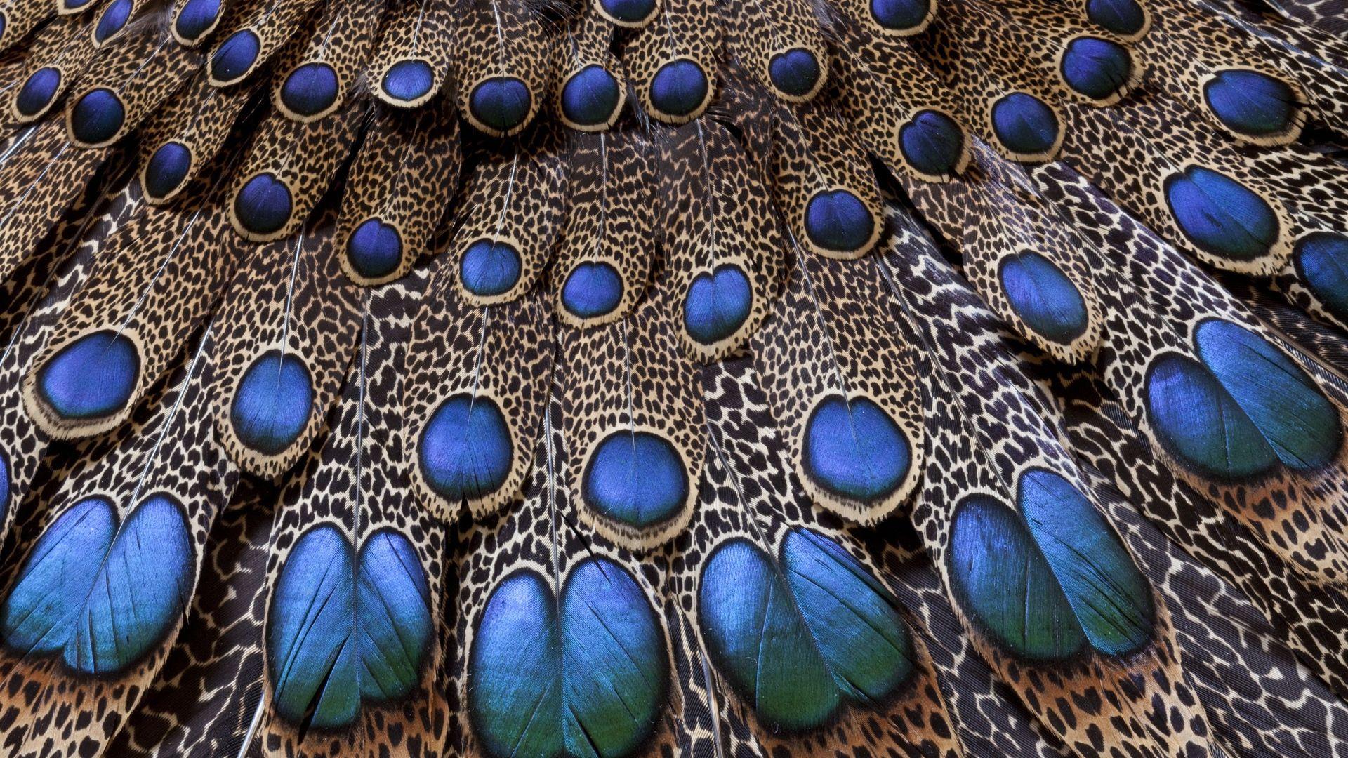 Download Wallpaper 1920x1080 feathers, peacock, light, background