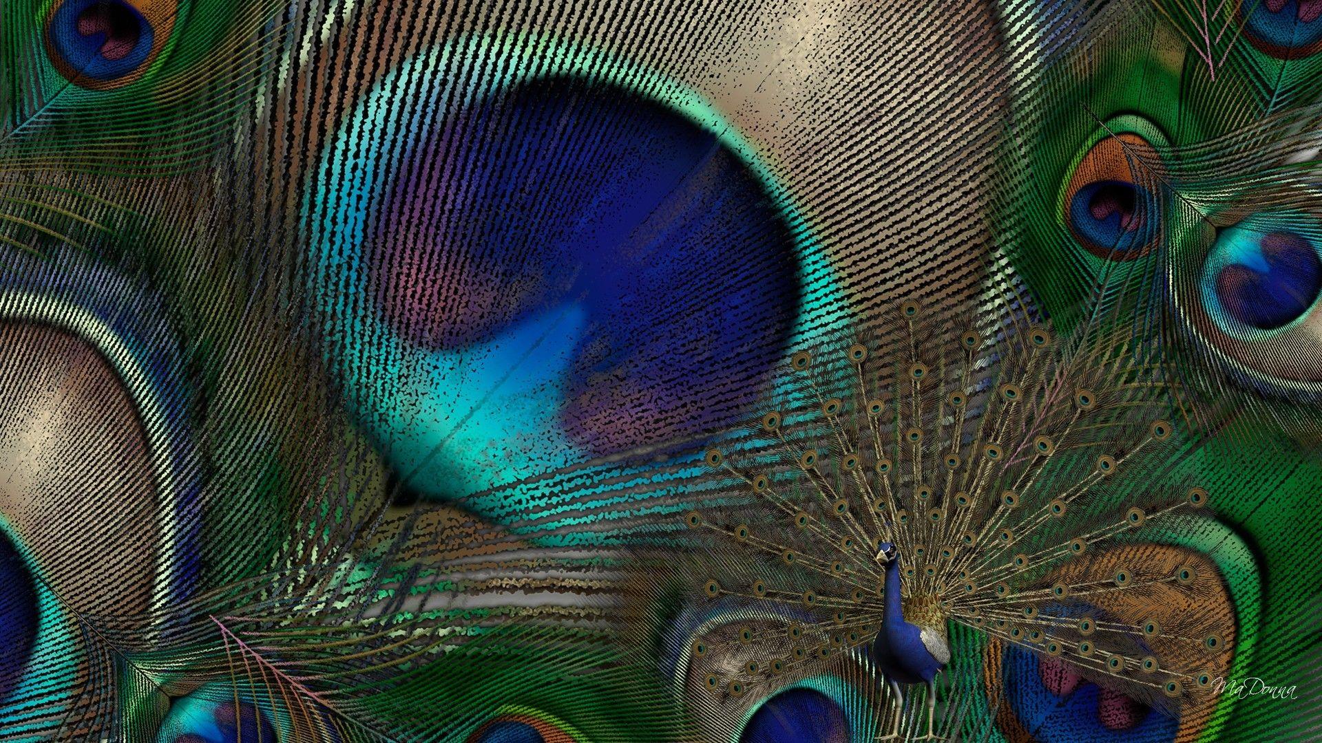 Wallpaper of Peacock Feathers HD 2018