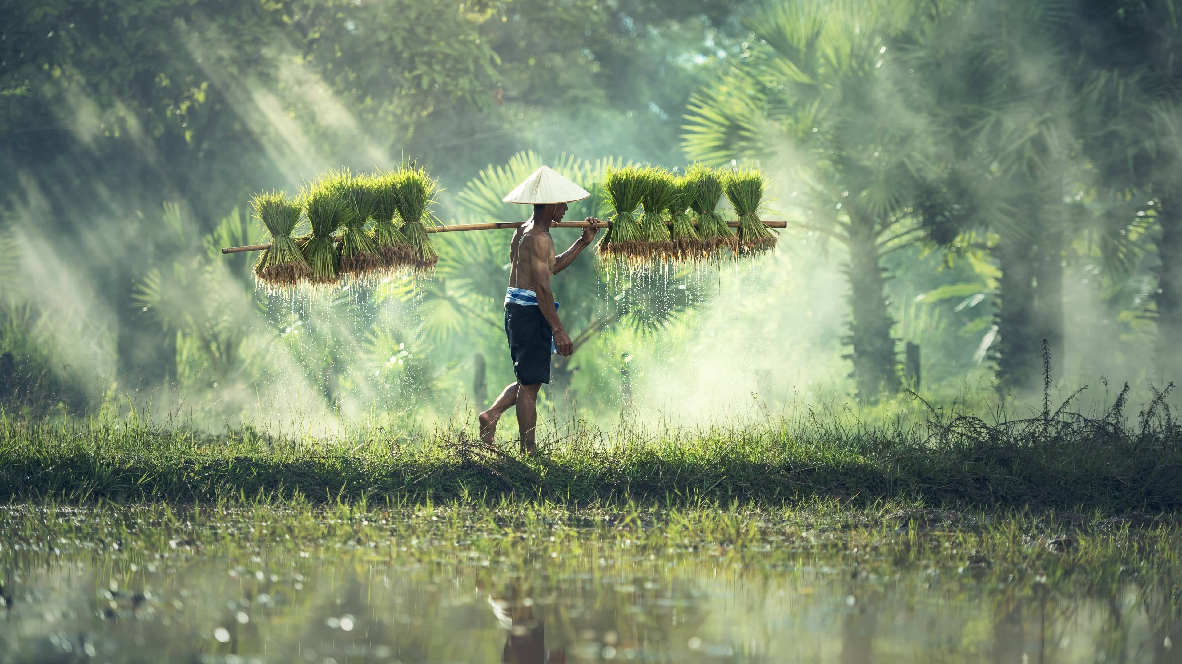 Cambodian Rice Farmer UHD 4K Wallpaper