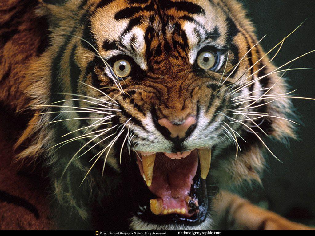 Dangerous Tiger HD Wallpaper. Dagerous Tiger Wallpaper