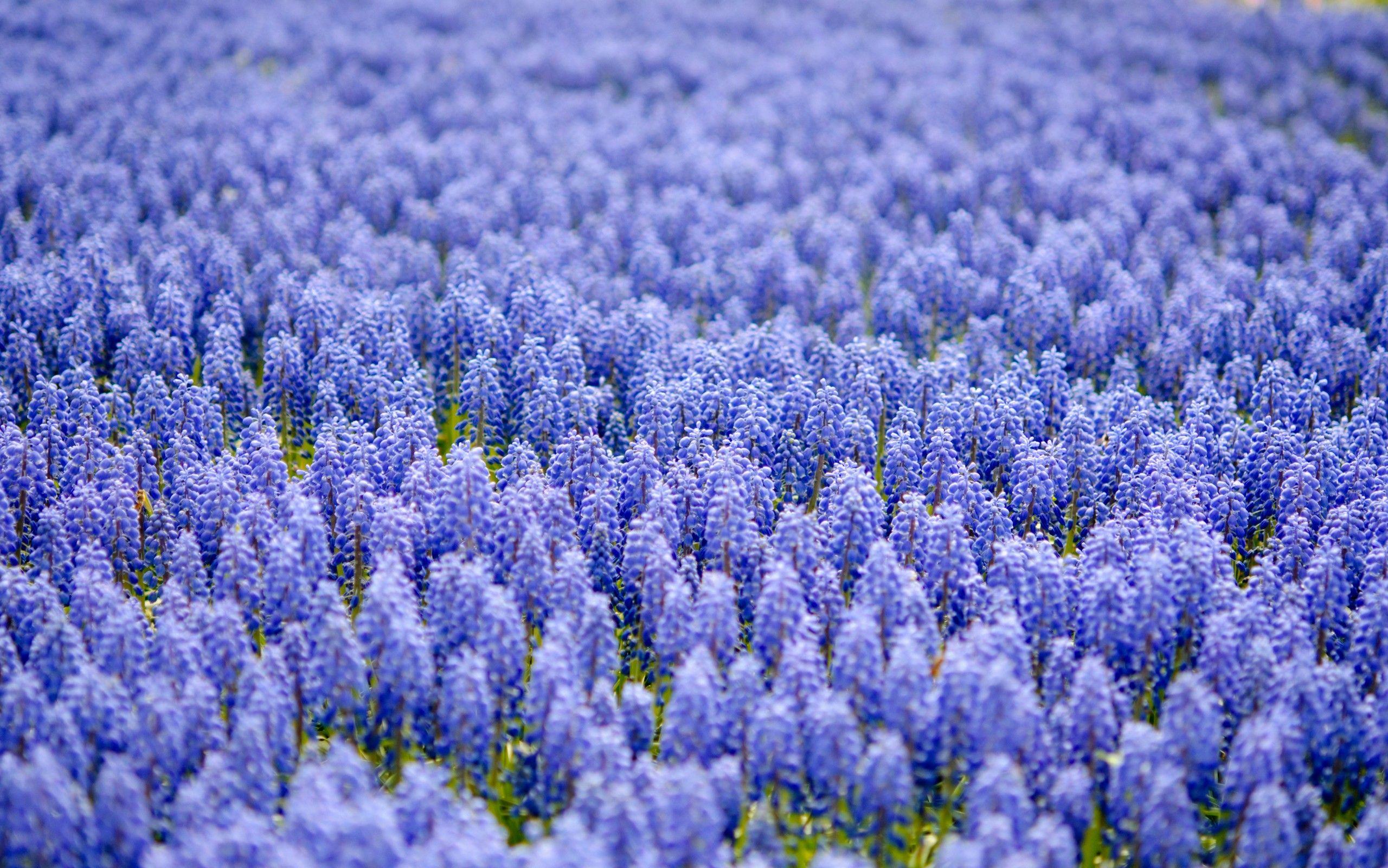 Blue Flowers Wallpaper High Quality. Download Free. Muscari