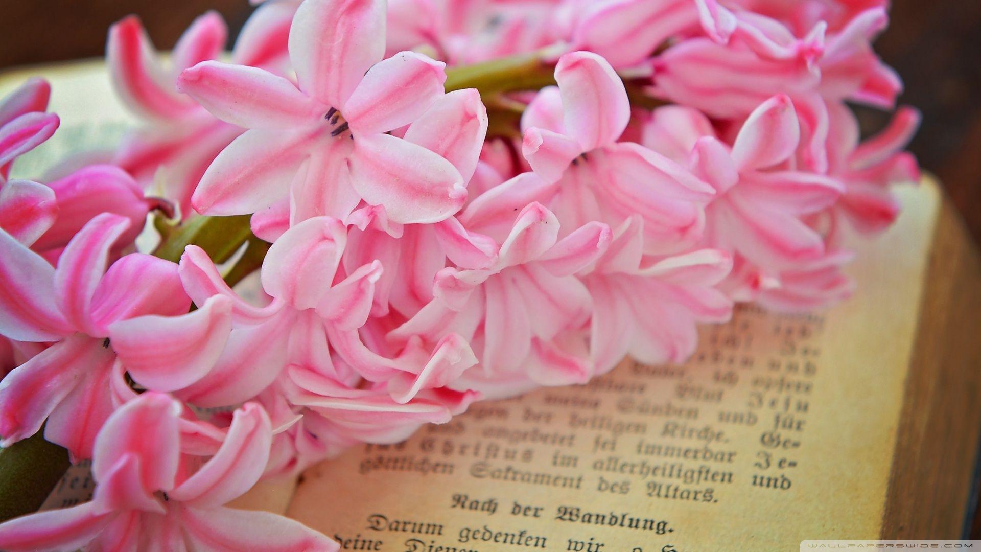 Fresh Pink Hyacinth Flower ❤ 4K HD Desktop Wallpaper for 4K Ultra