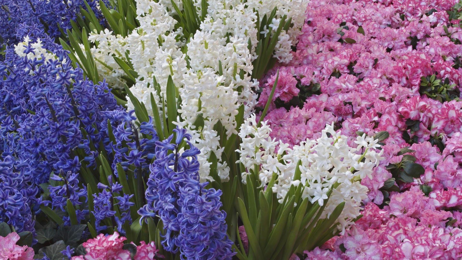 Download Wallpaper 1920x1080 hyacinths, flowers, spring, bed