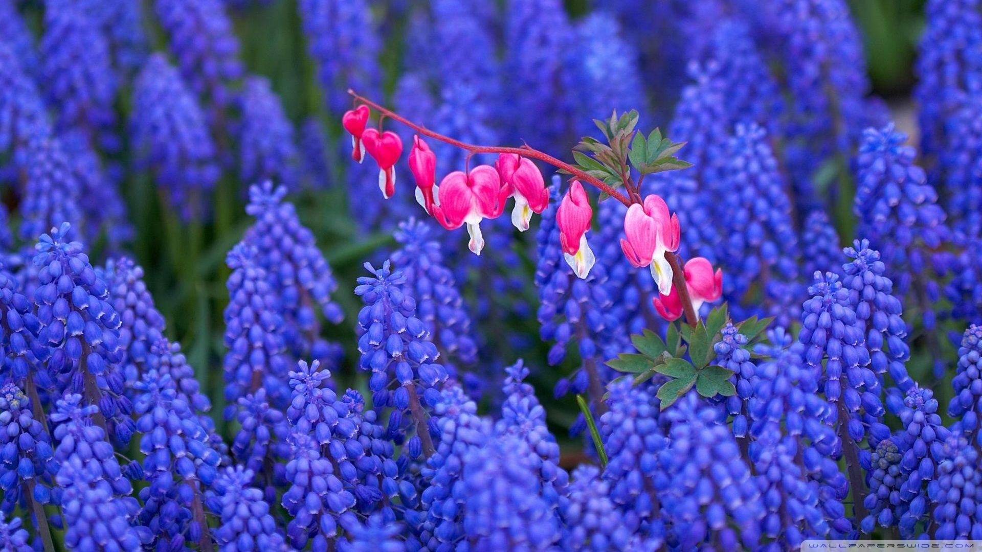 Hyacinth And Bleeding Heart Flowers ❤ 4K HD Desktop Wallpaper