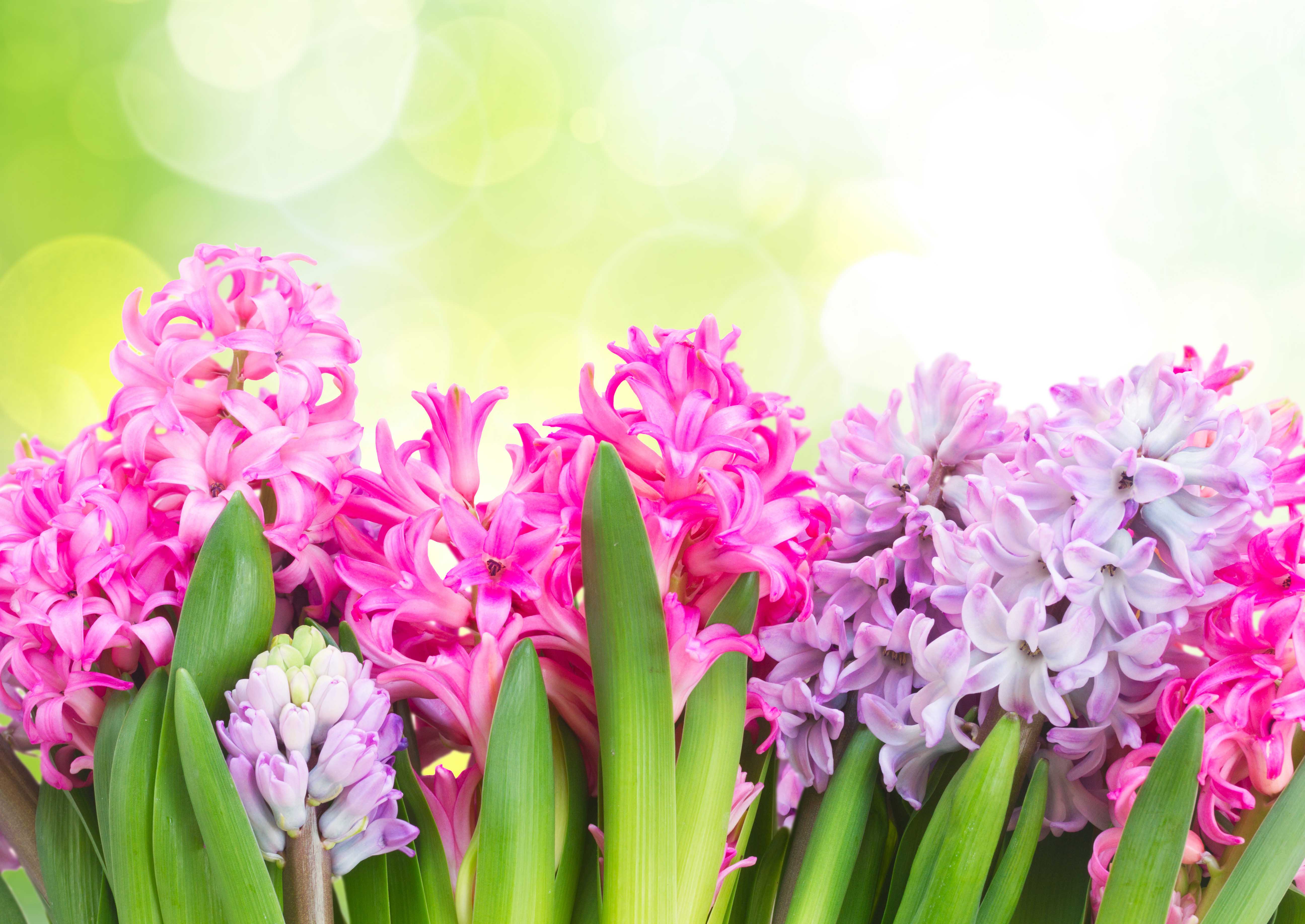 Hyacinth Flower HD Wallpaper