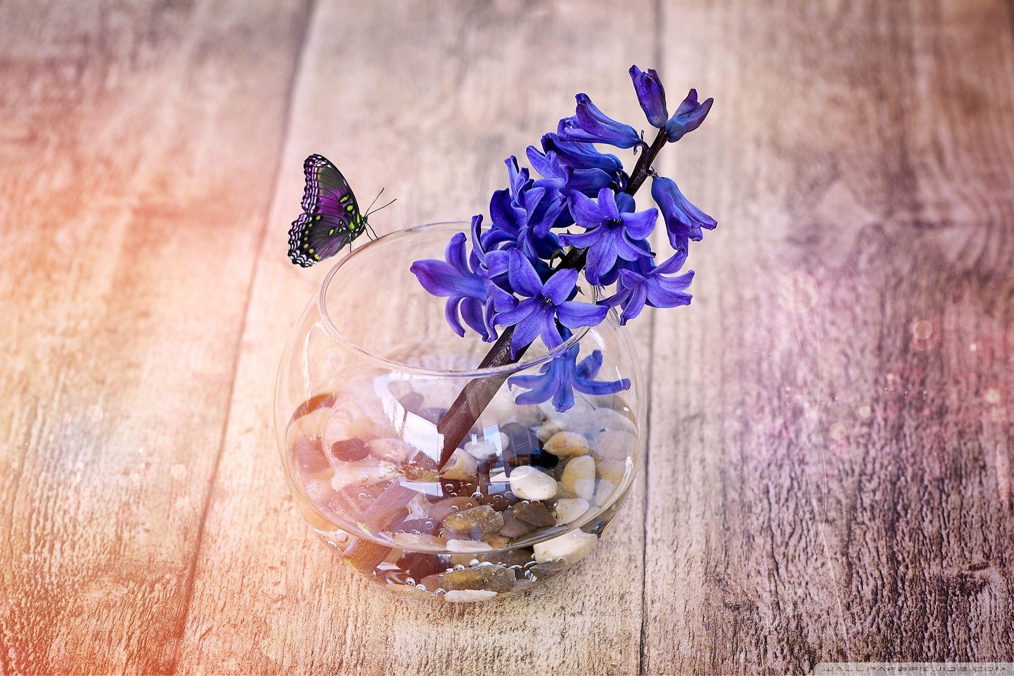 A Spring Hyacinth Flower In Glass Vase ❤ 4K HD Desktop Wallpaper