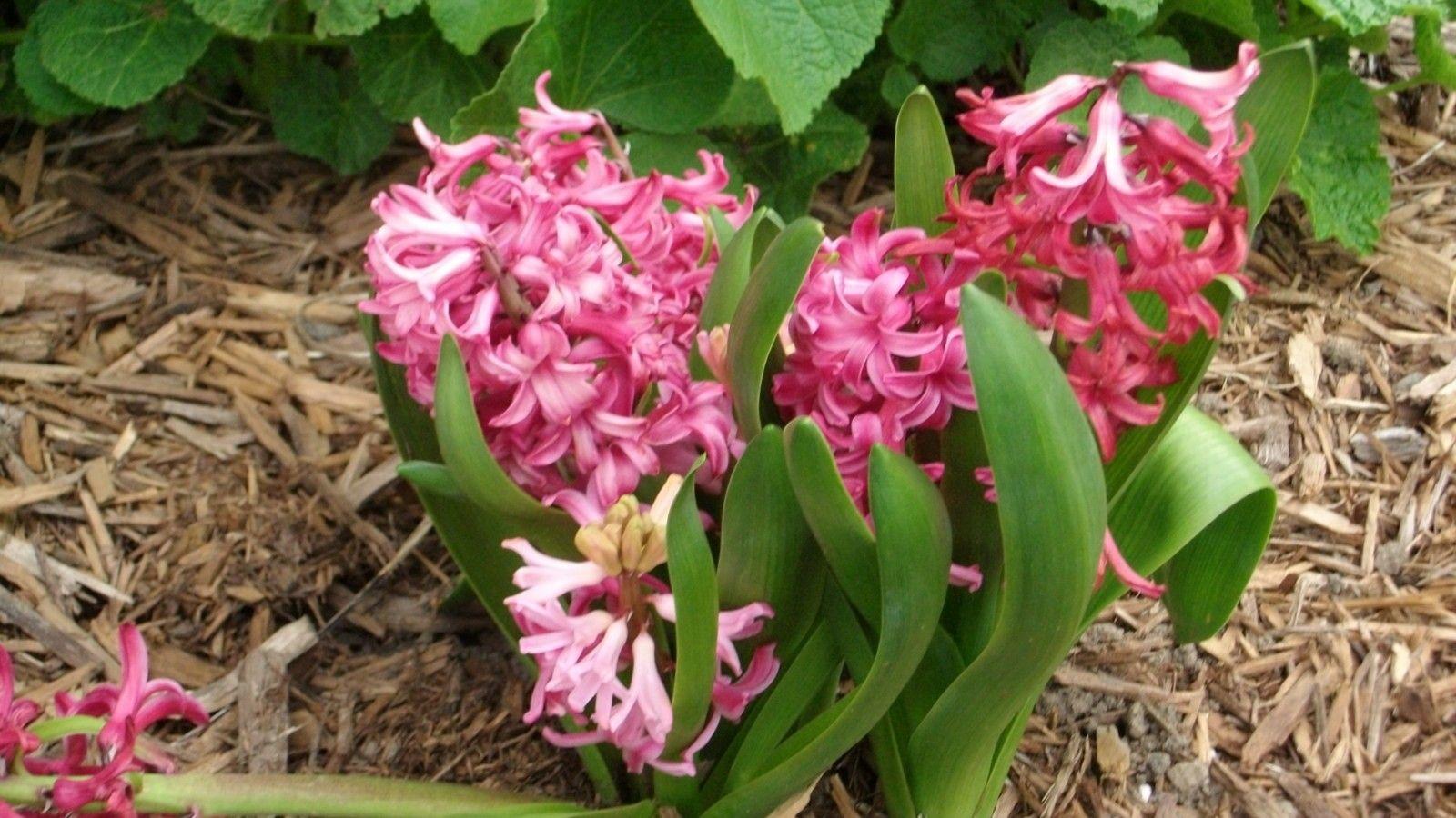 Flowers: Scent Beautiful Hyacinth Pink Garden Animated Flower
