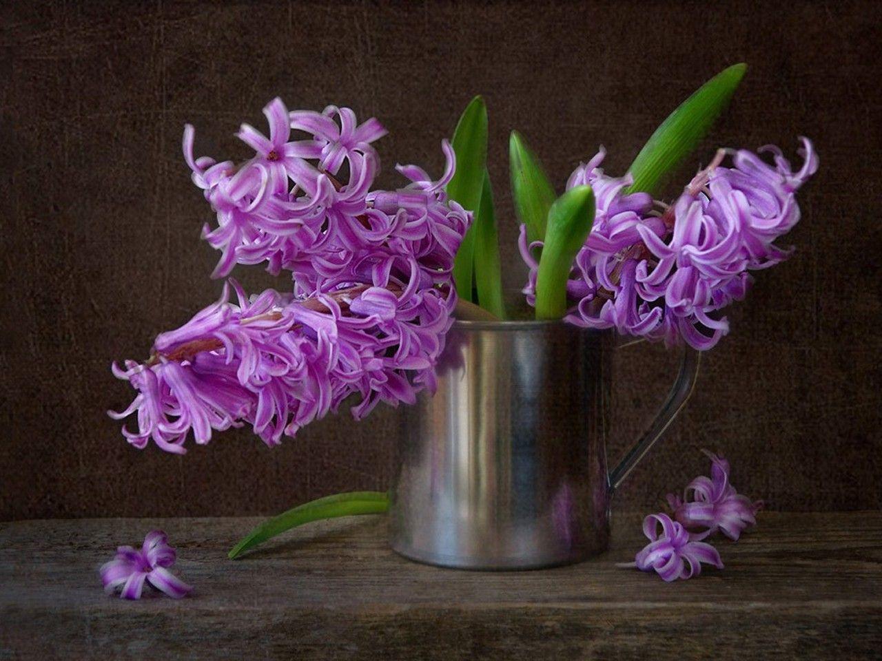 Flowers: Colors Hyacinths Hyacinth Nature Purple Still Pretty