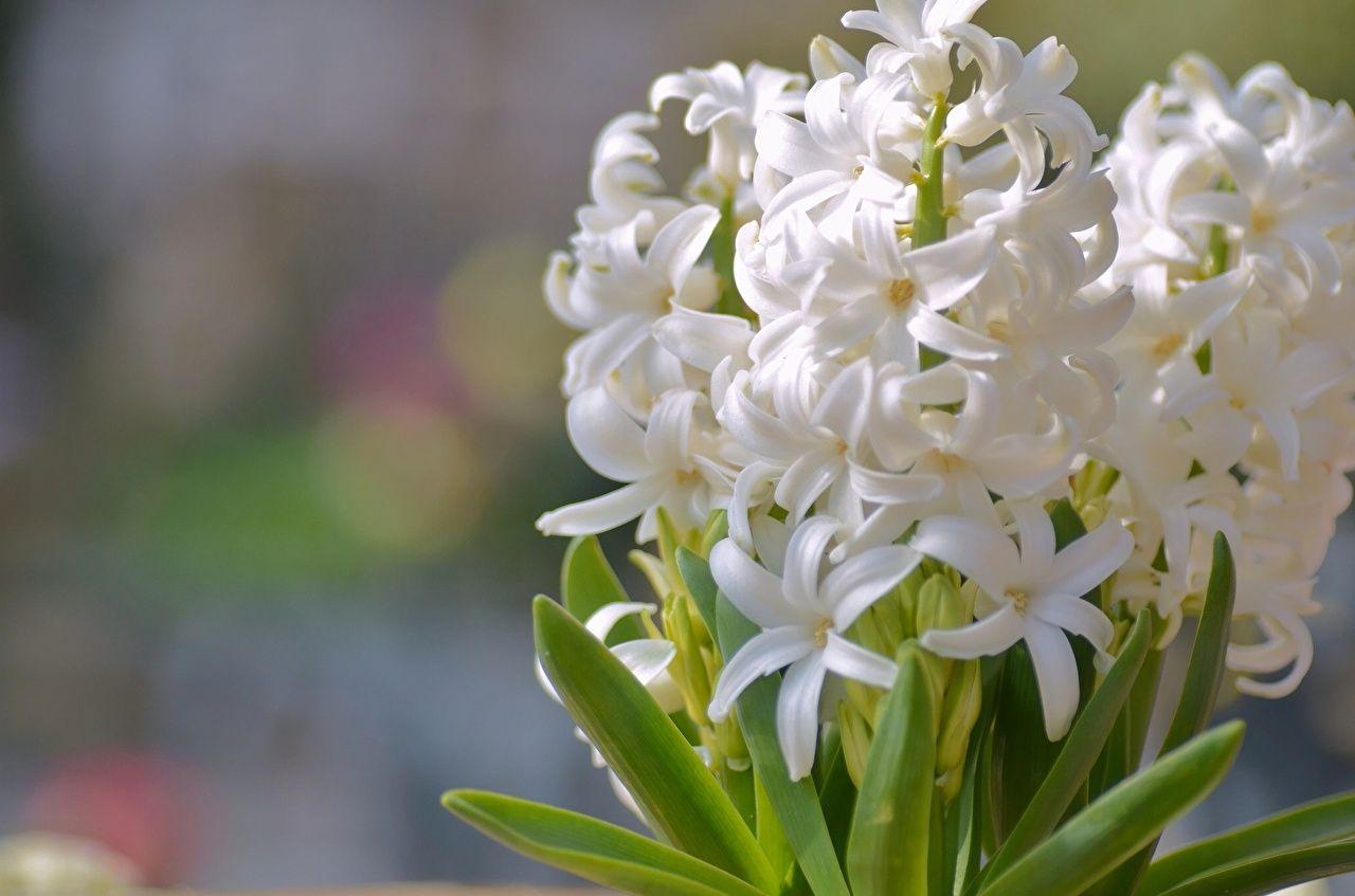 White Flowers Hyacinths