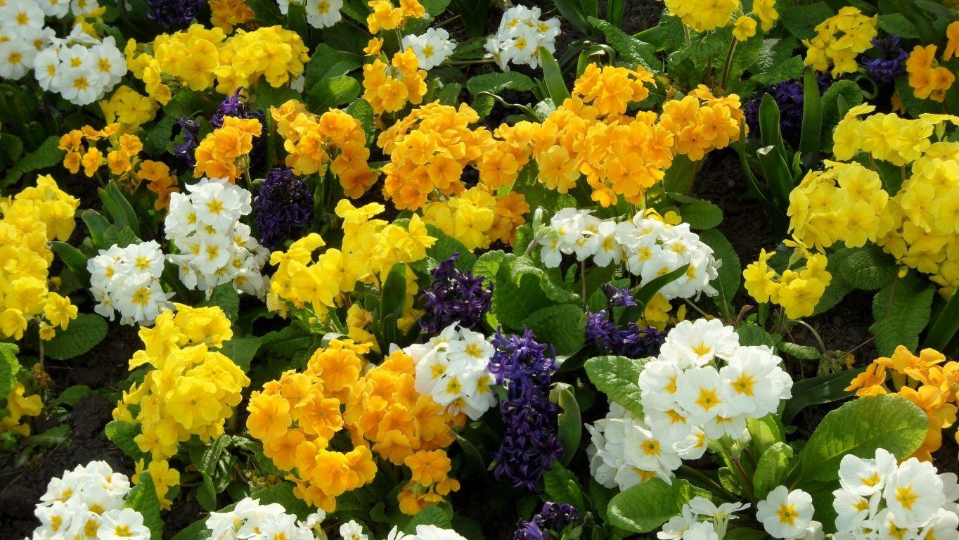 Download Wallpaper primrose, hyacinth, flowers, flowerbed, green HD