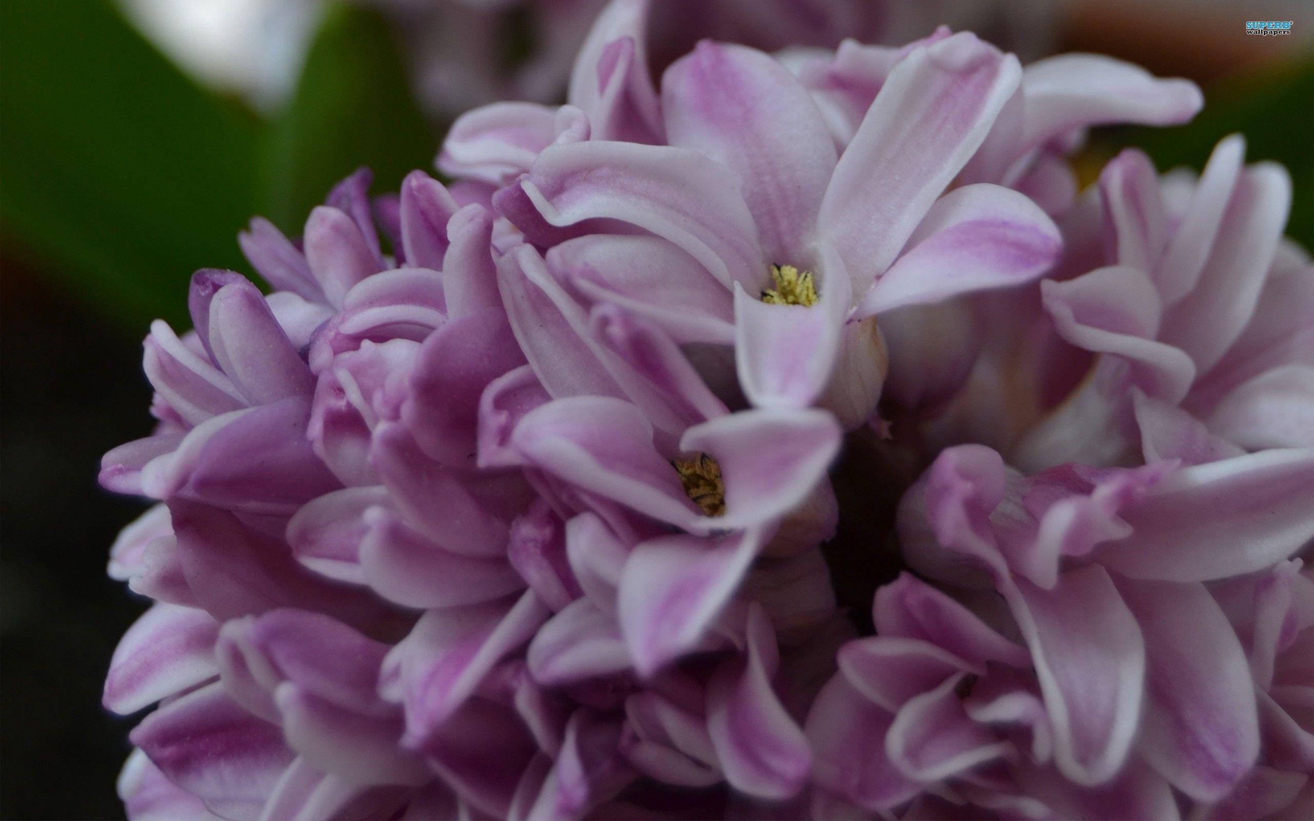 Flower: Beautiful Hyacinth Flowers Nature Spring Picture Flower