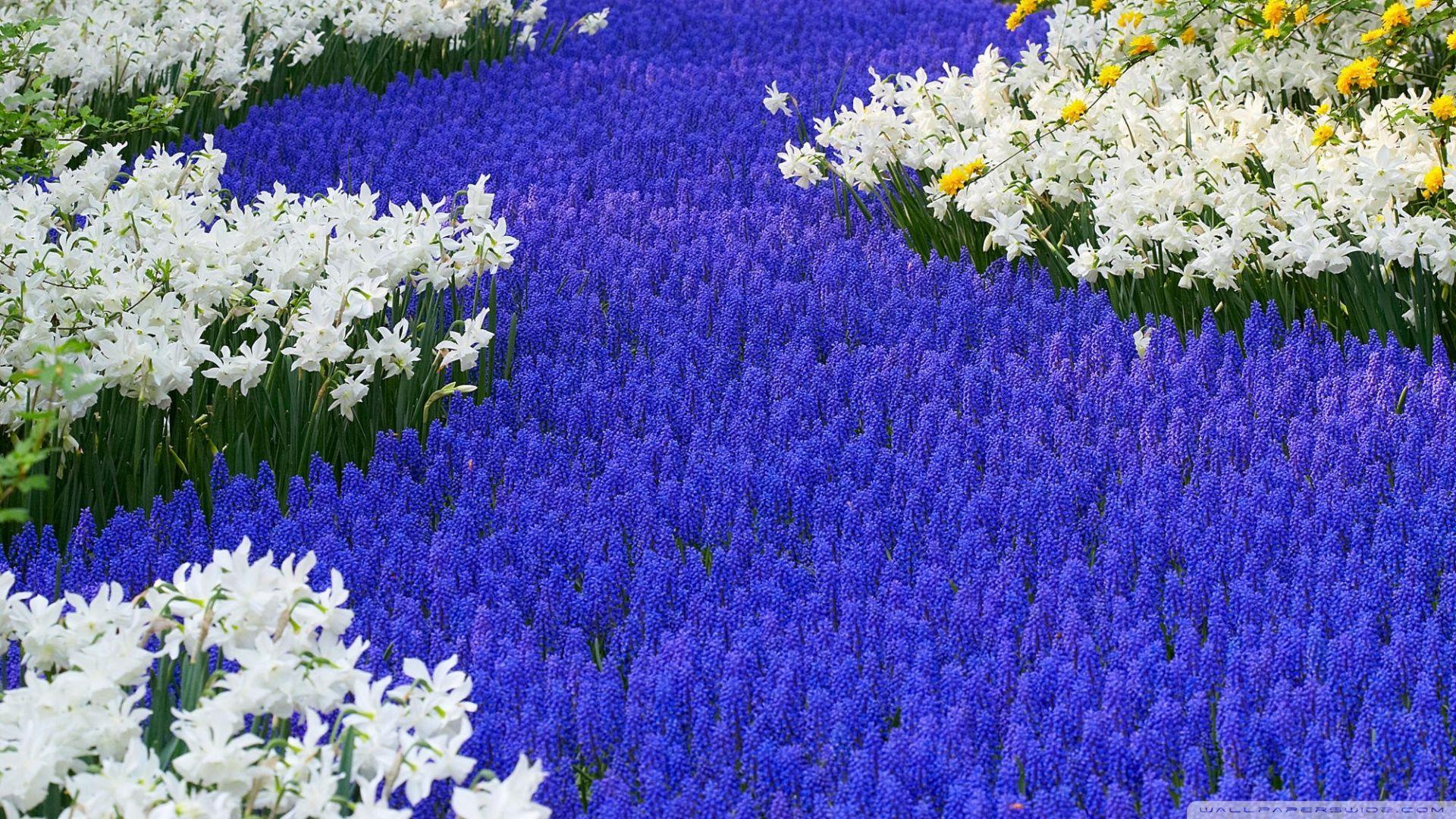 Miss the flower hyacinth Wallpaper － Flower Wallpaper Free 1680