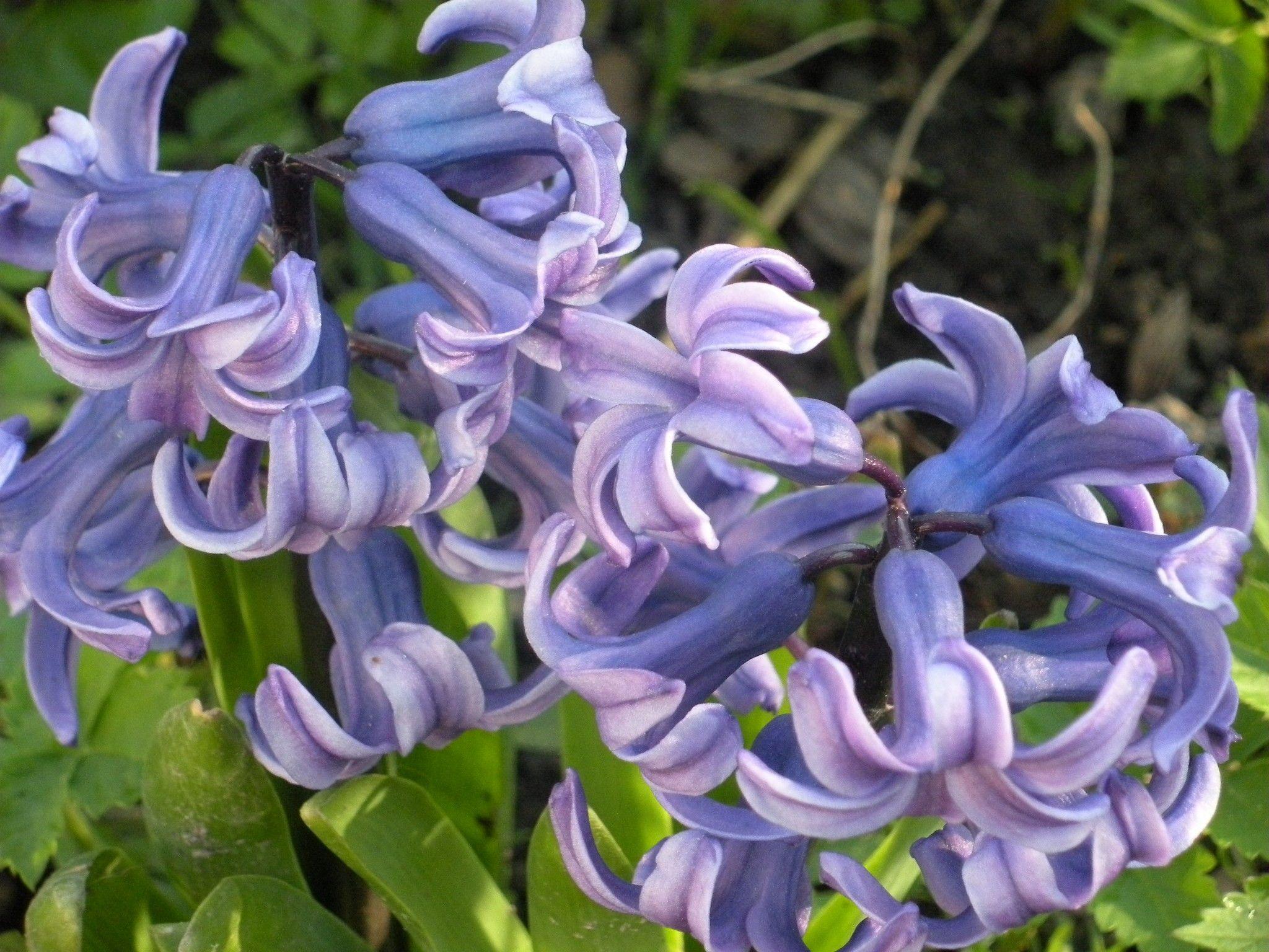 Flower: Hyacinth Flowers Nature Spring Flower Wallpaper High