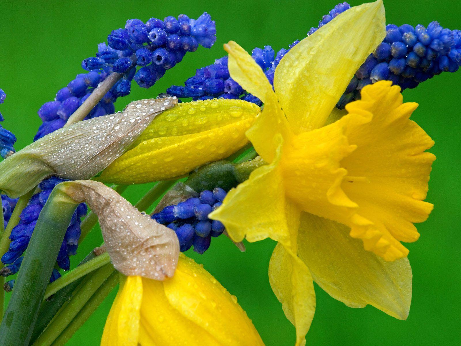 Daffodils and Hyacinth Wallpaper