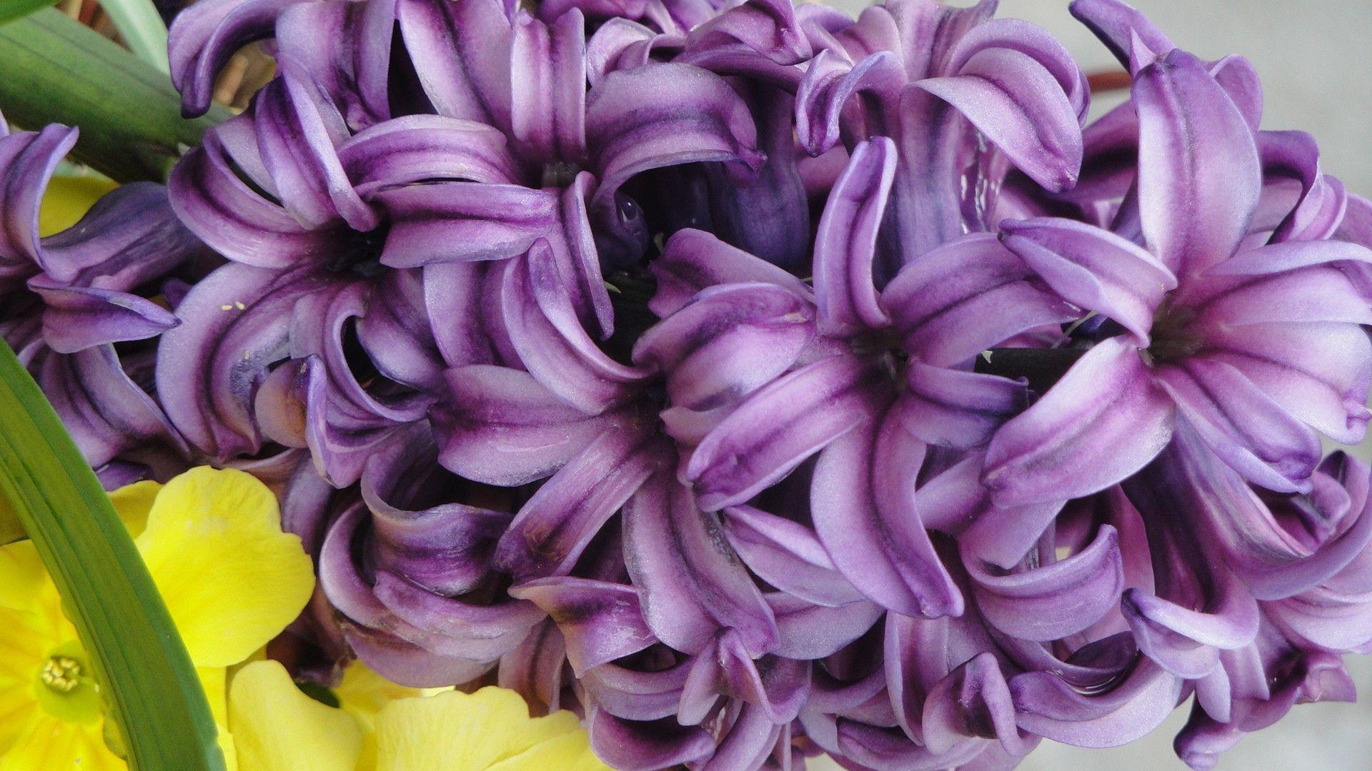 Flower: Hyacinths Nature Flowers Purple Hyacinth Flower Wallpaper